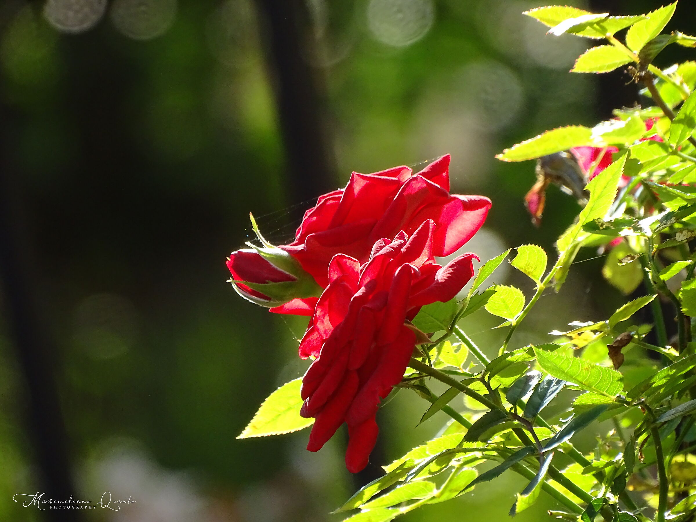 If they are roses they will bloom