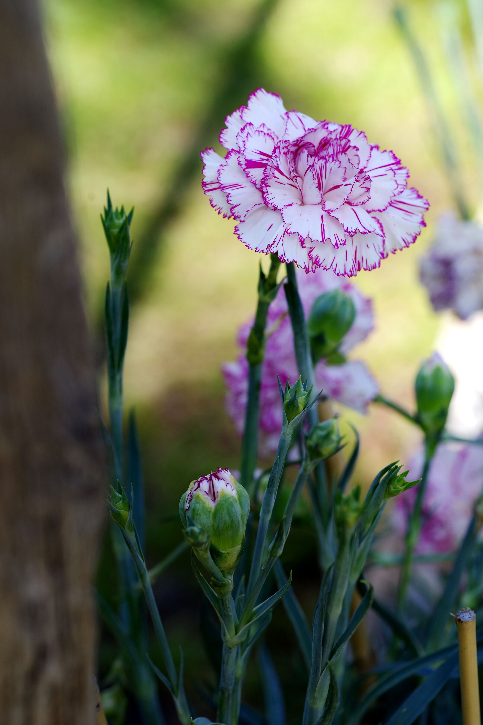 Un semplice garofano