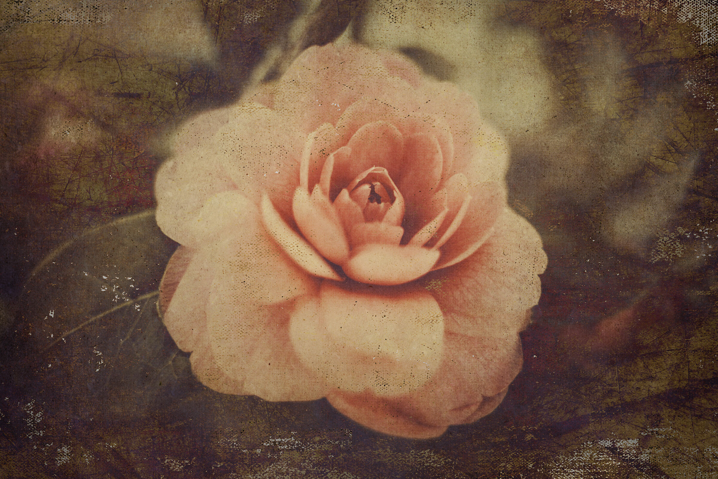 Camelia