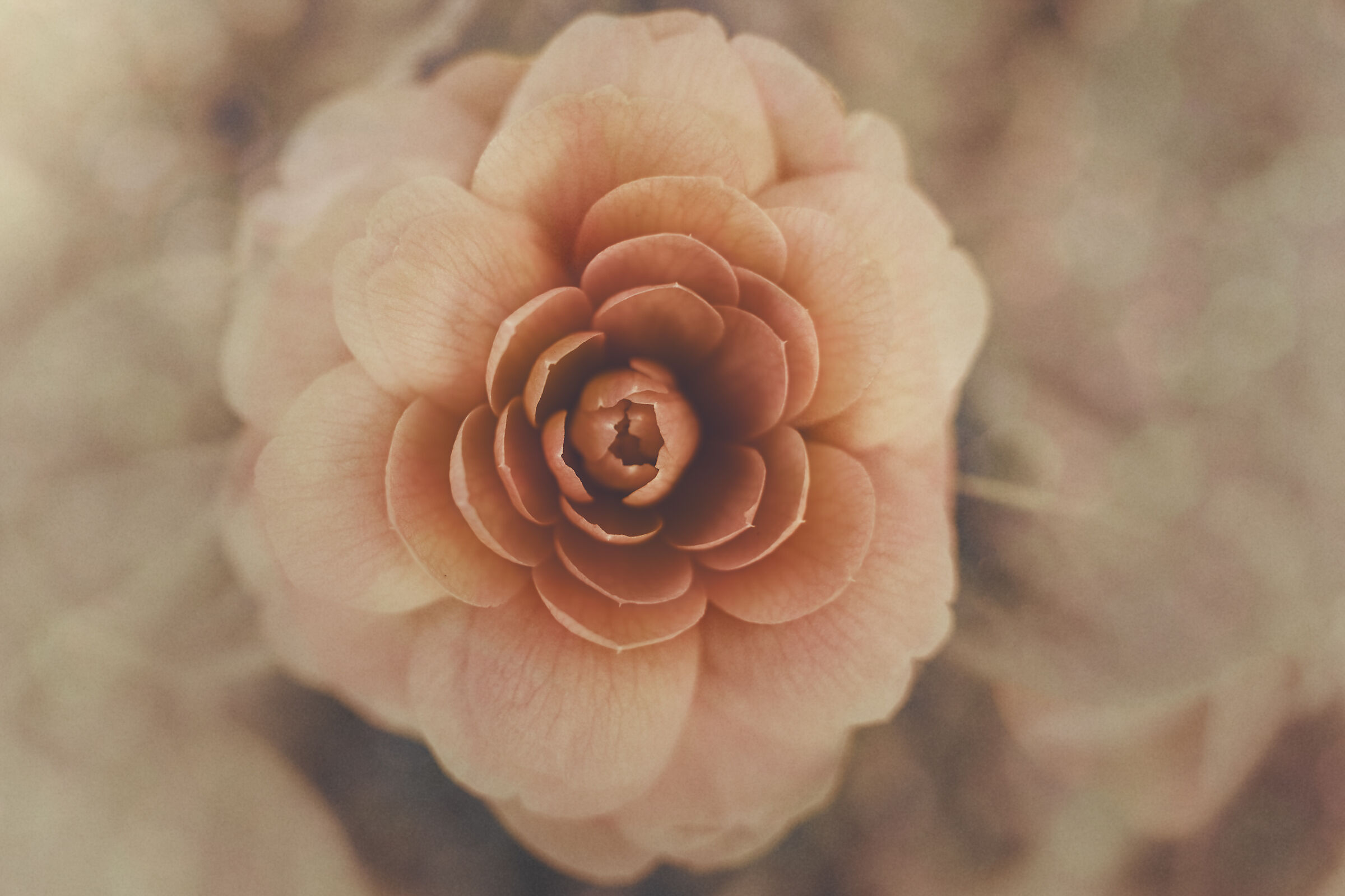 Camelia