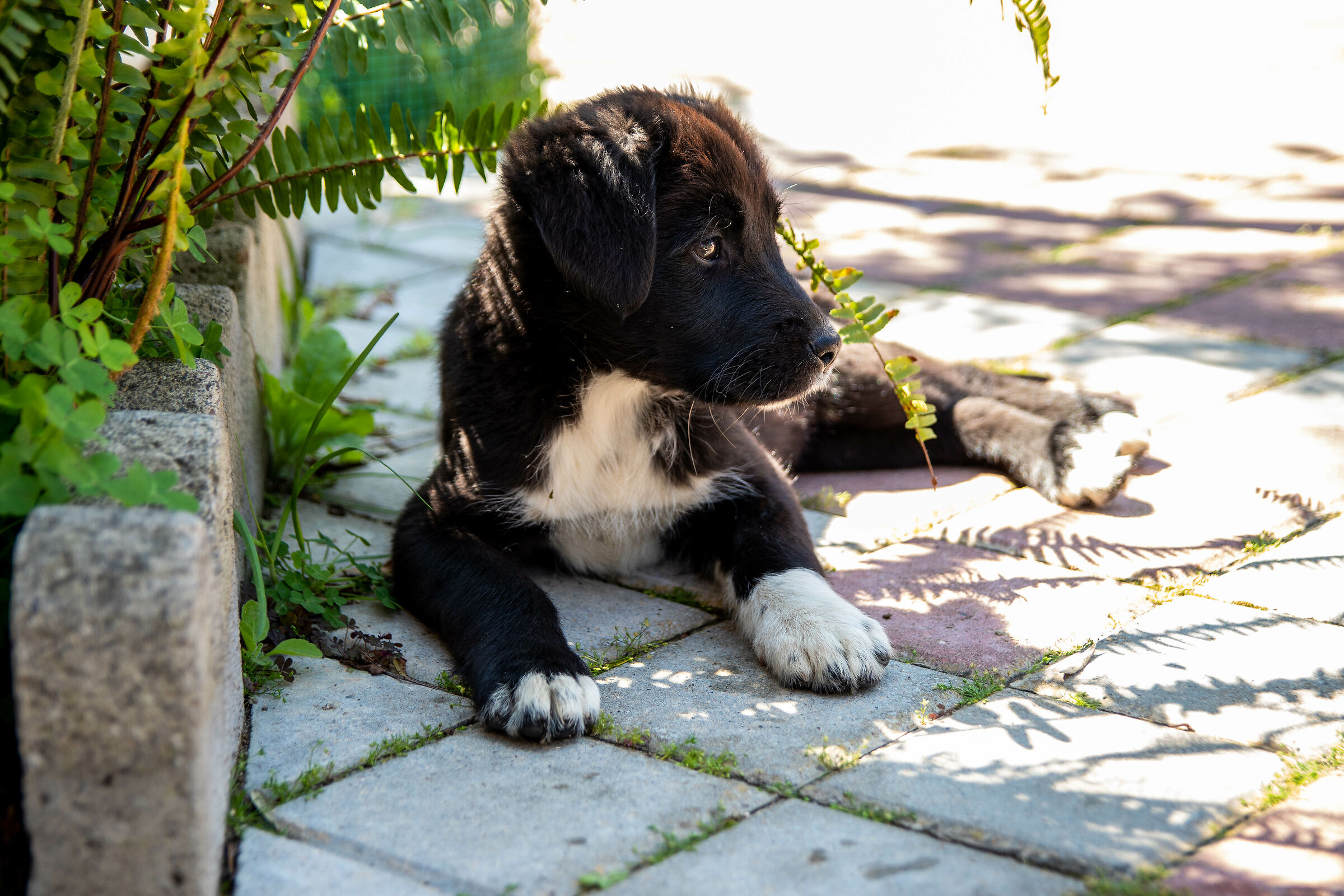 Zoe in the Garden
