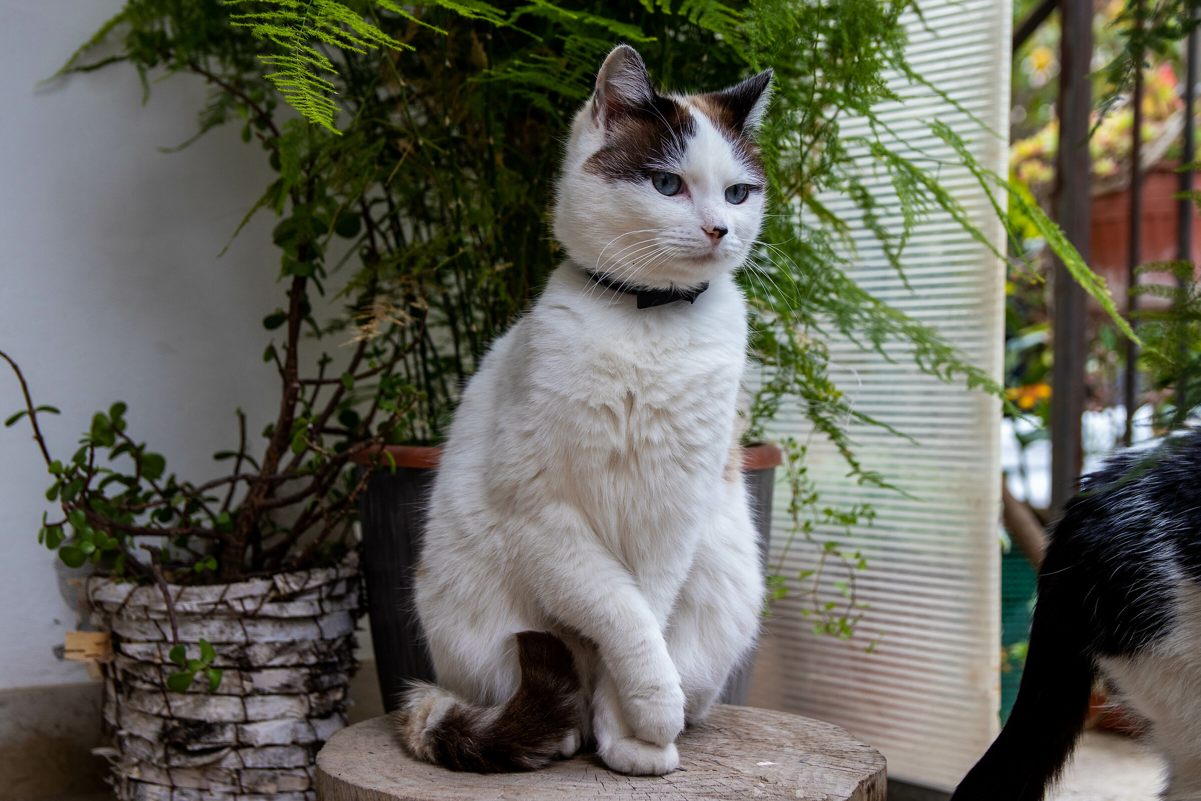 Azzurrina posing