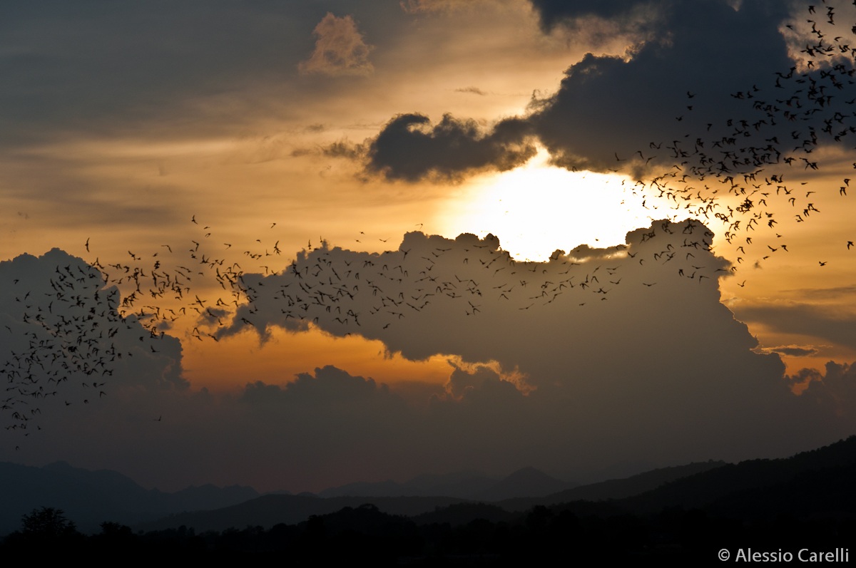 When the sun goes down... Bats come out!