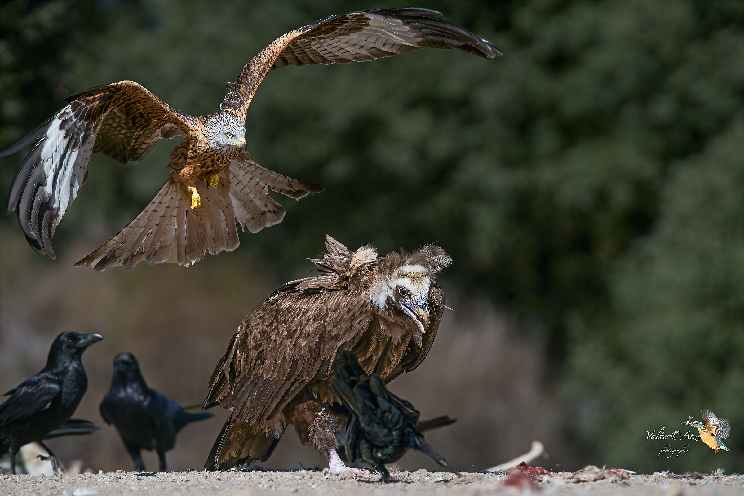 Guardati le spalle amico!