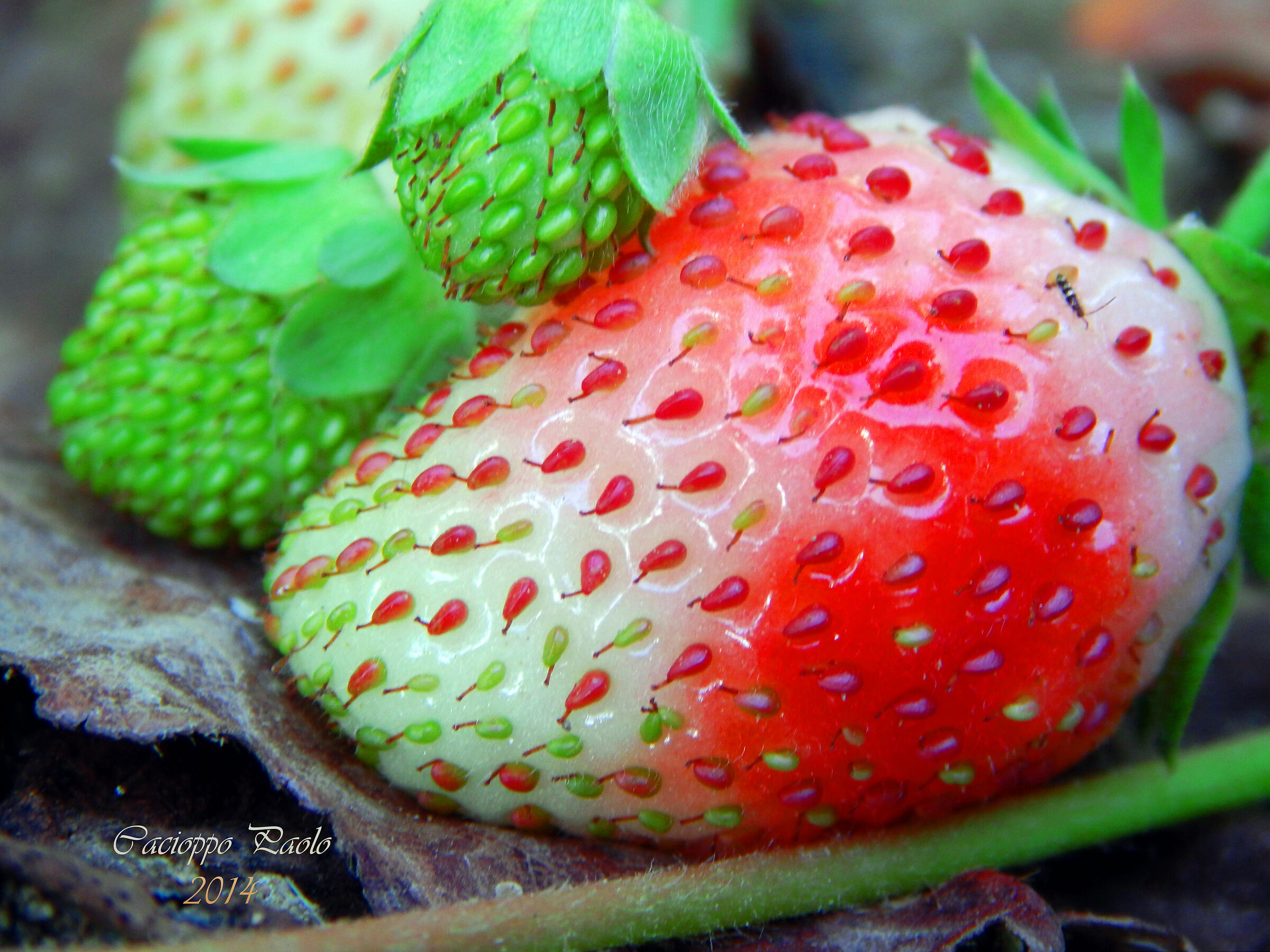 Fragole in maturazione