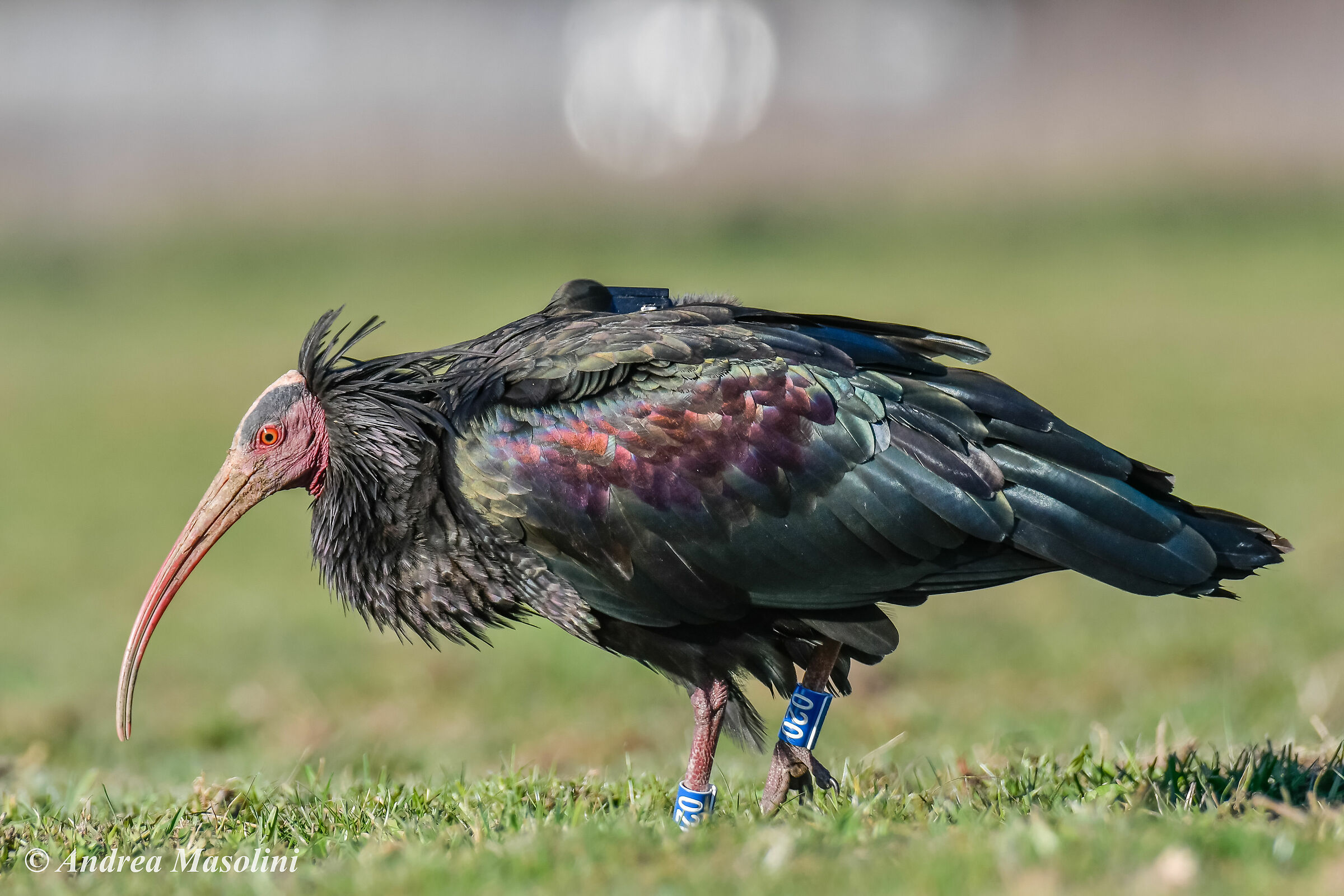 Ibis Eremita
