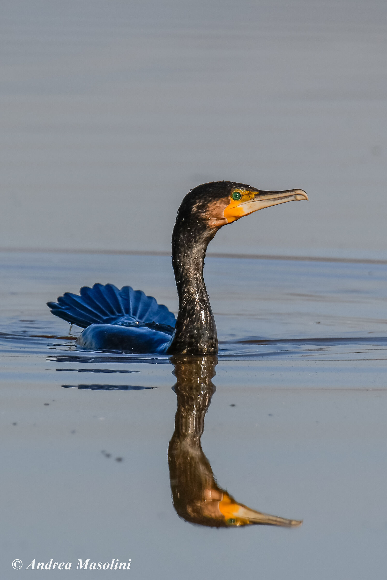 Cormorano