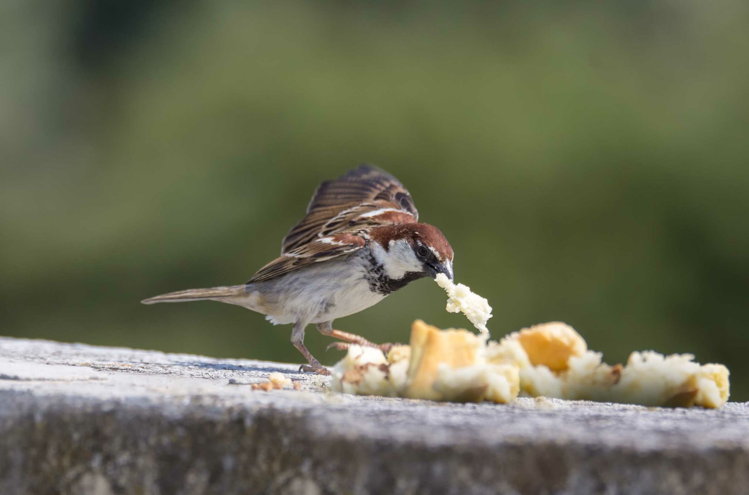 MALE MATERGIA SPARROW