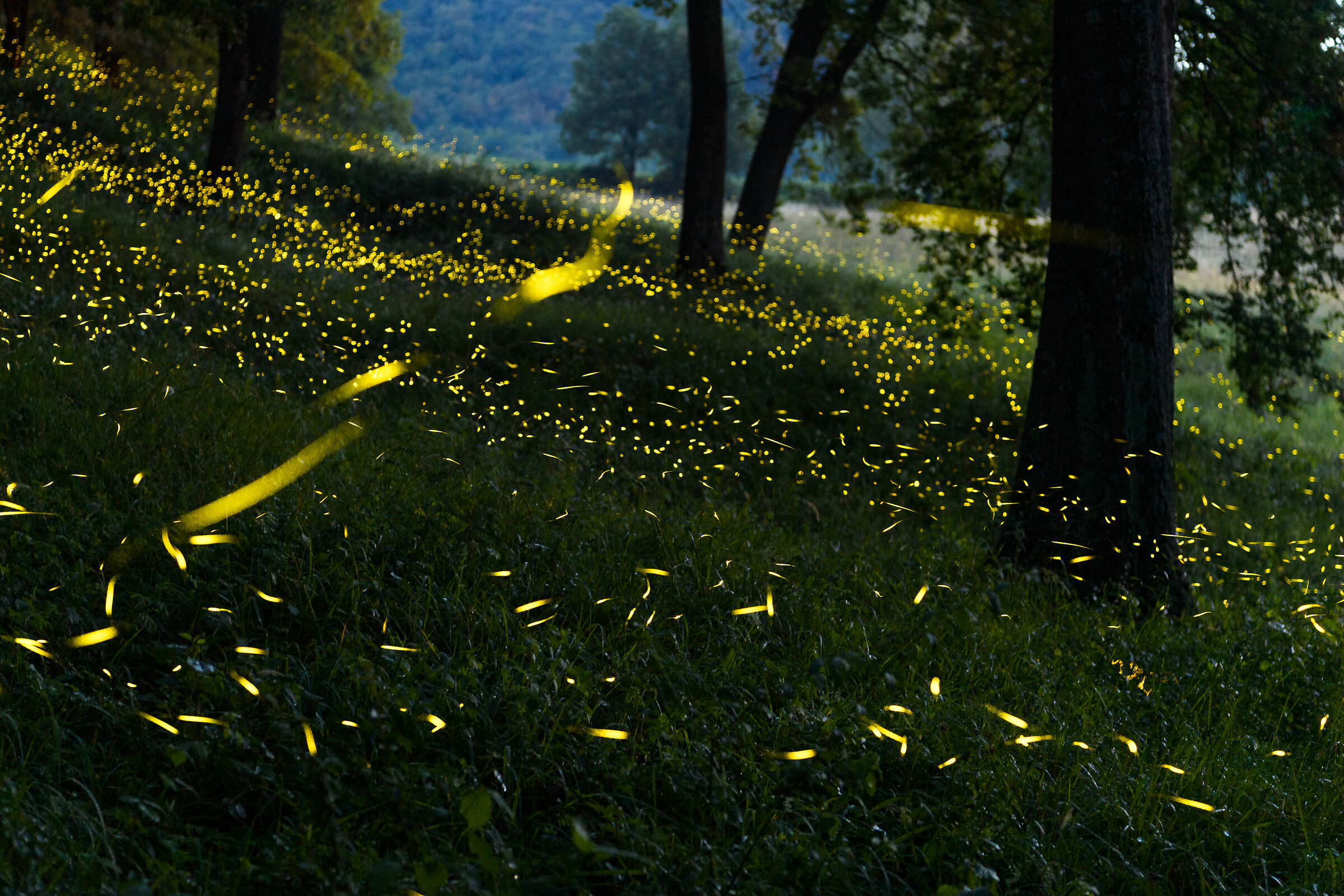 fireflies