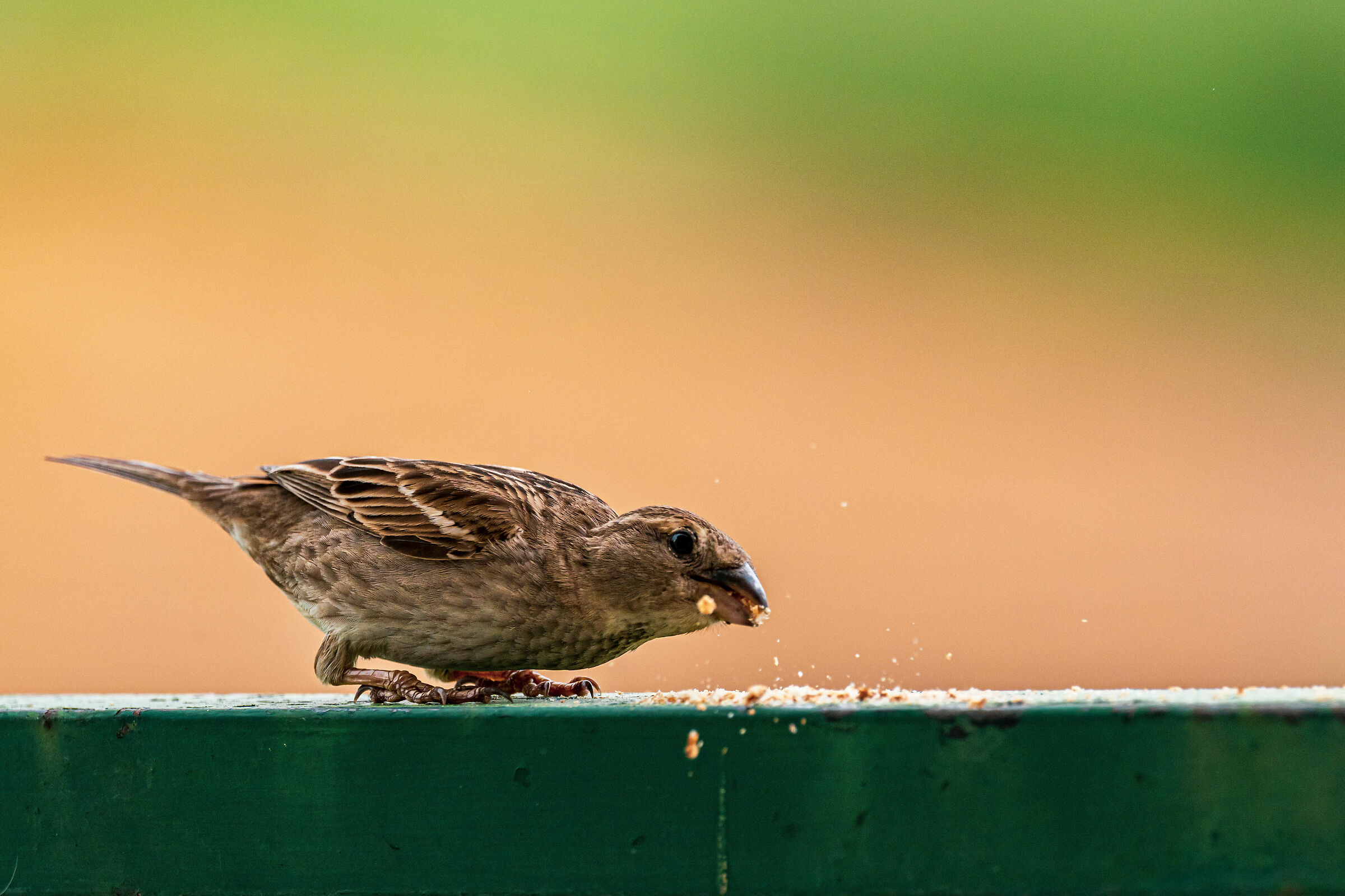 Spring birds