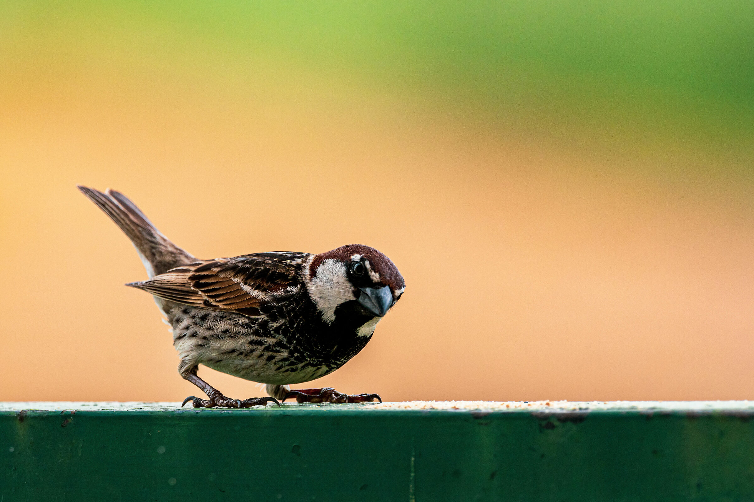 Spring birds