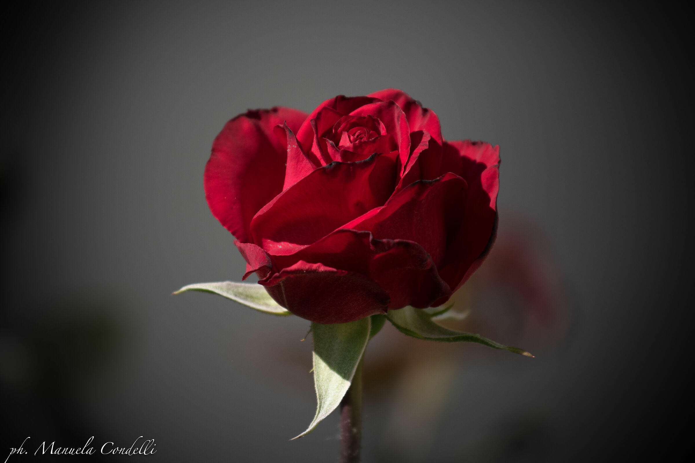 Rosa del mio giardino