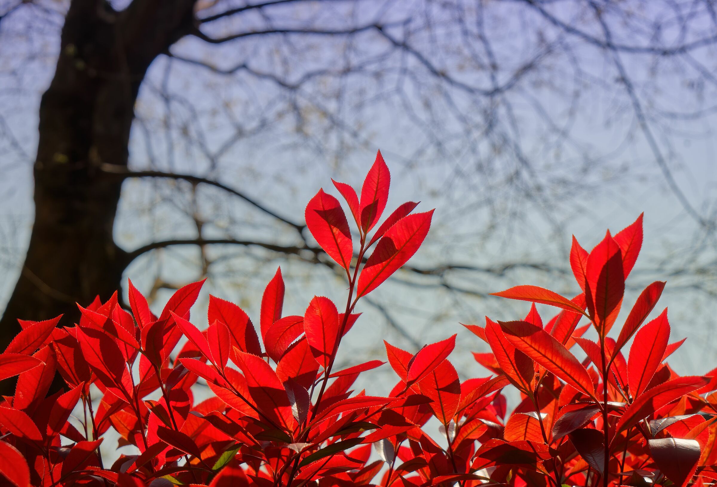 Red leaves