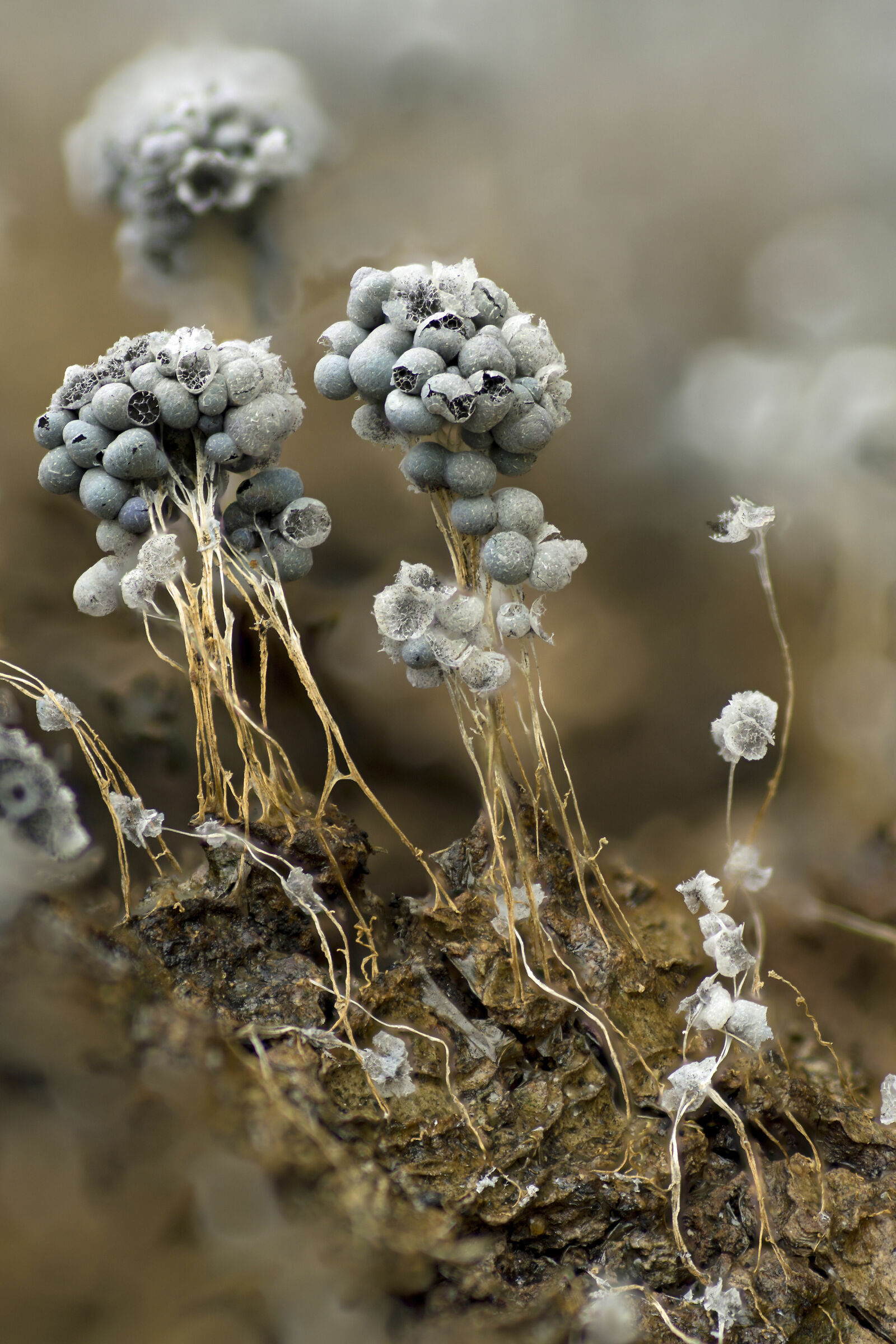 muffa alta 6 mm su legno di quercia