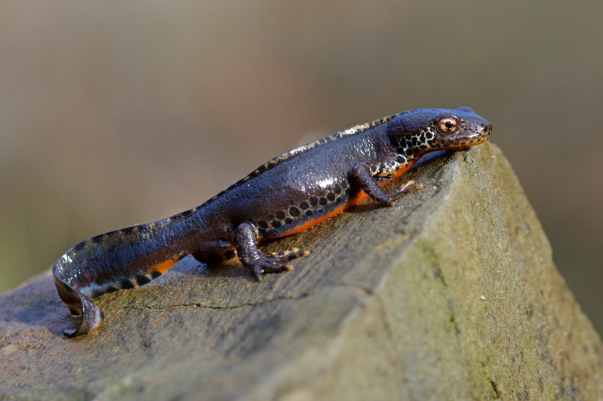 Tritone Alpestre