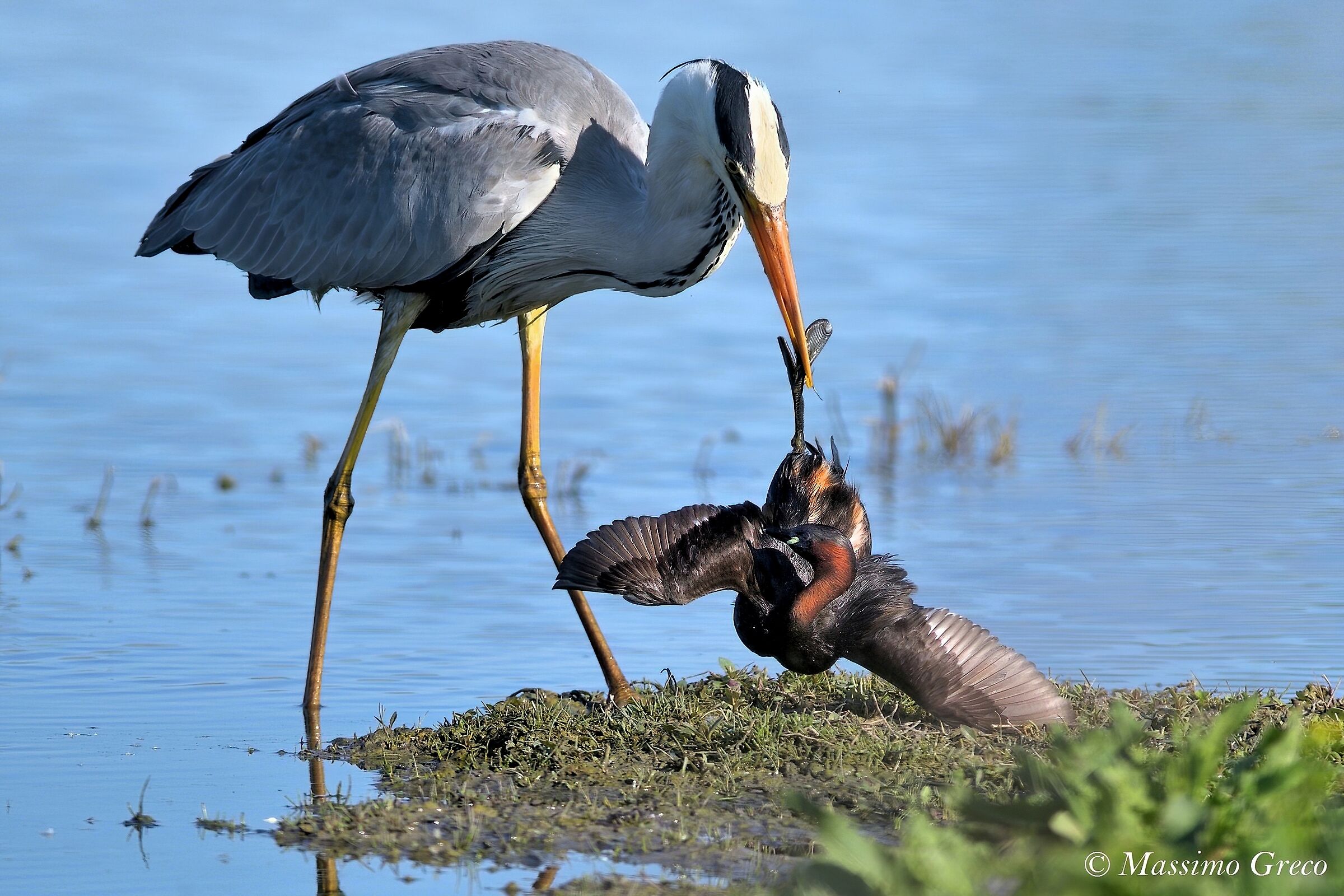 The Ash Heron and the Tuffetto