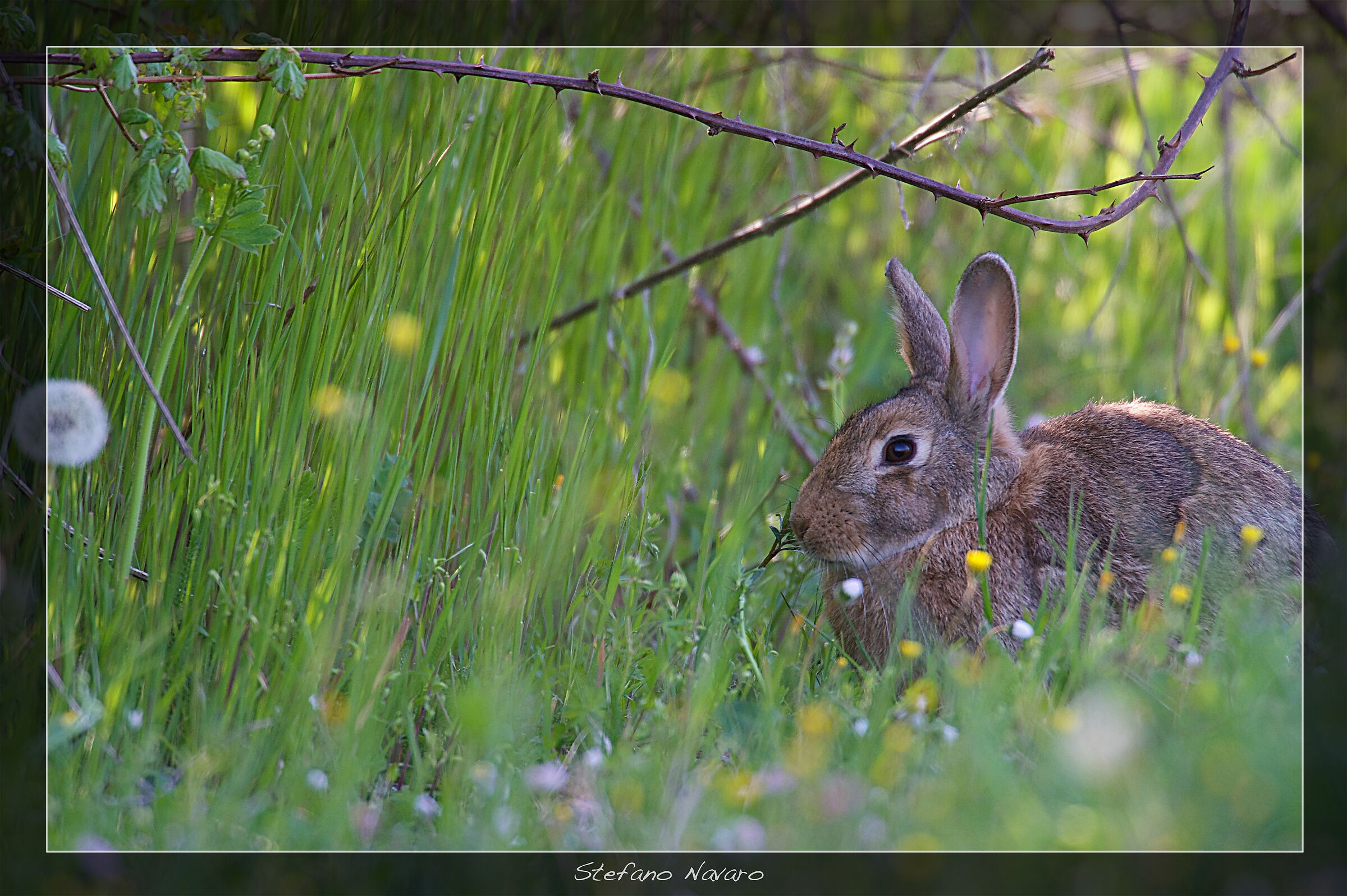 Minilepre - ValSellustra - Appennino bolognese