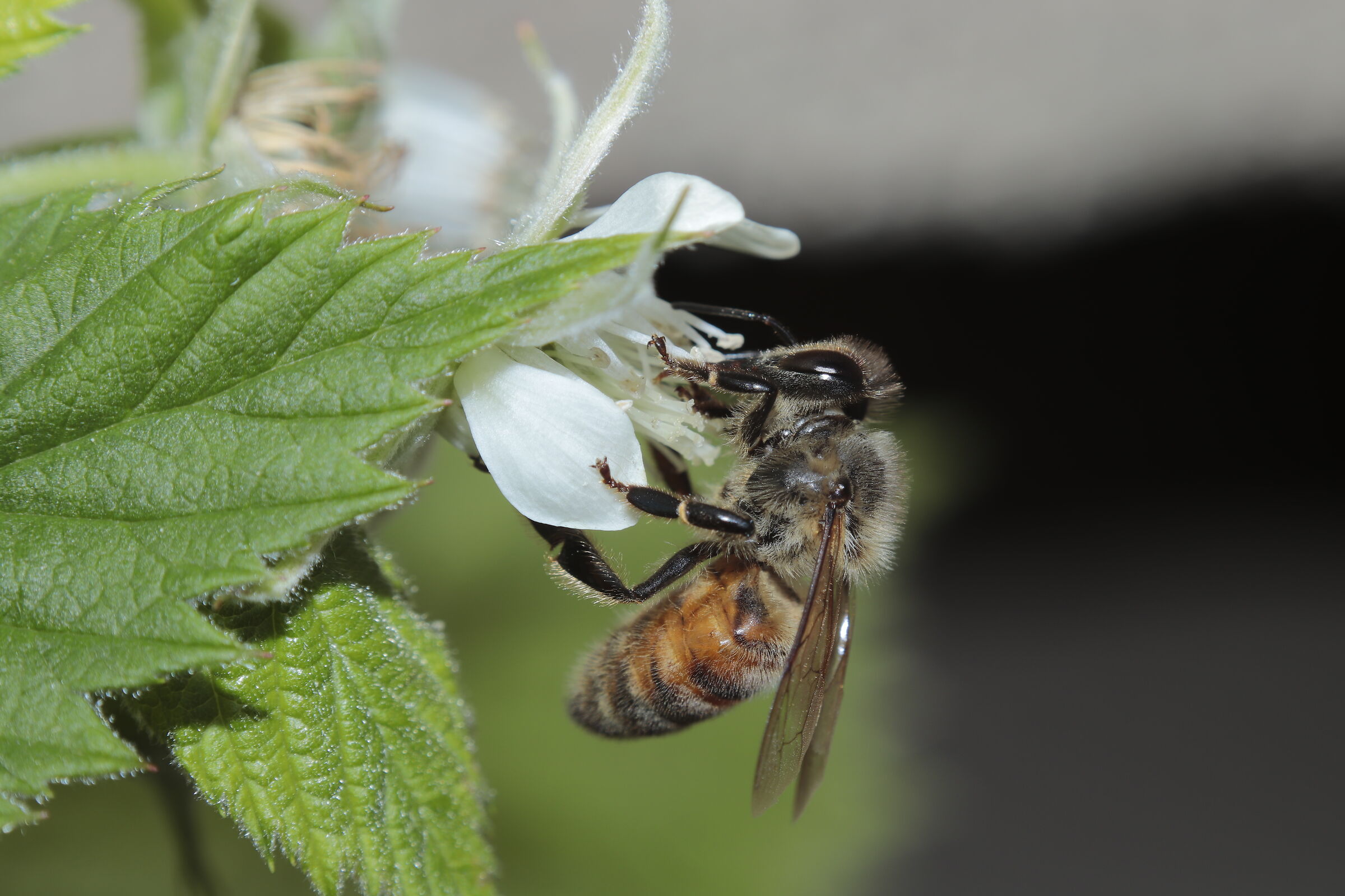 bee on flower plant raspberries 7/04/2020