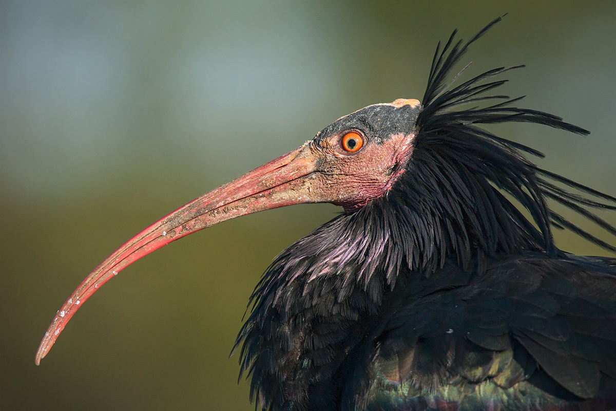 Ibis eremita (ritratto)