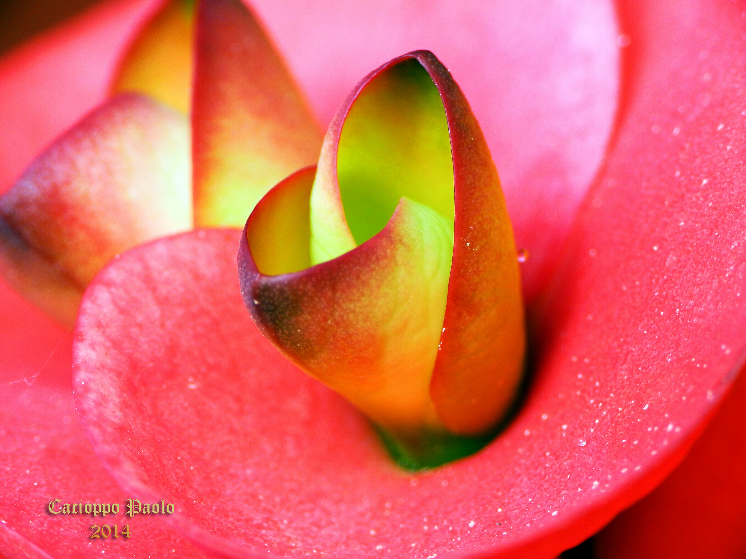 fiore rosso