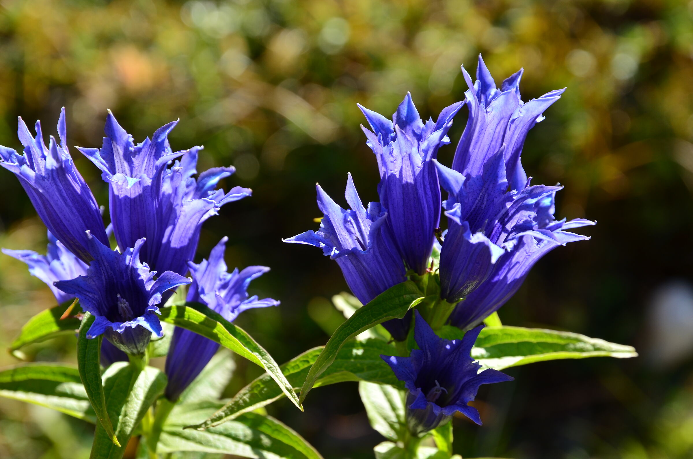 Genzianelle in Val Rosalia