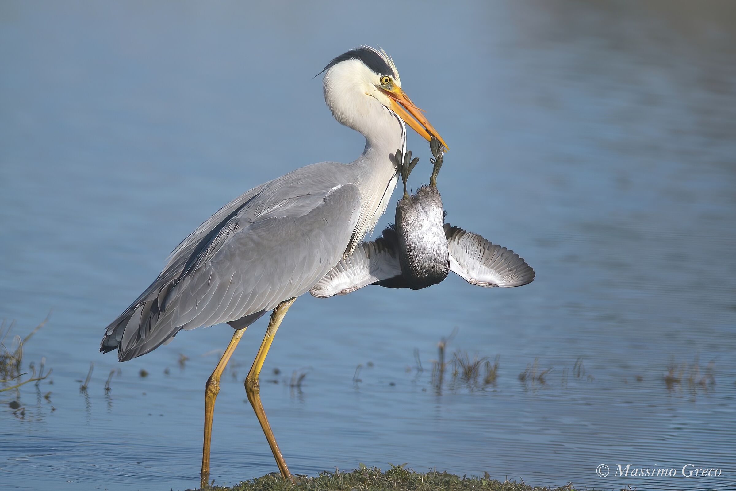 Ash heron struggling with an unlikely catch