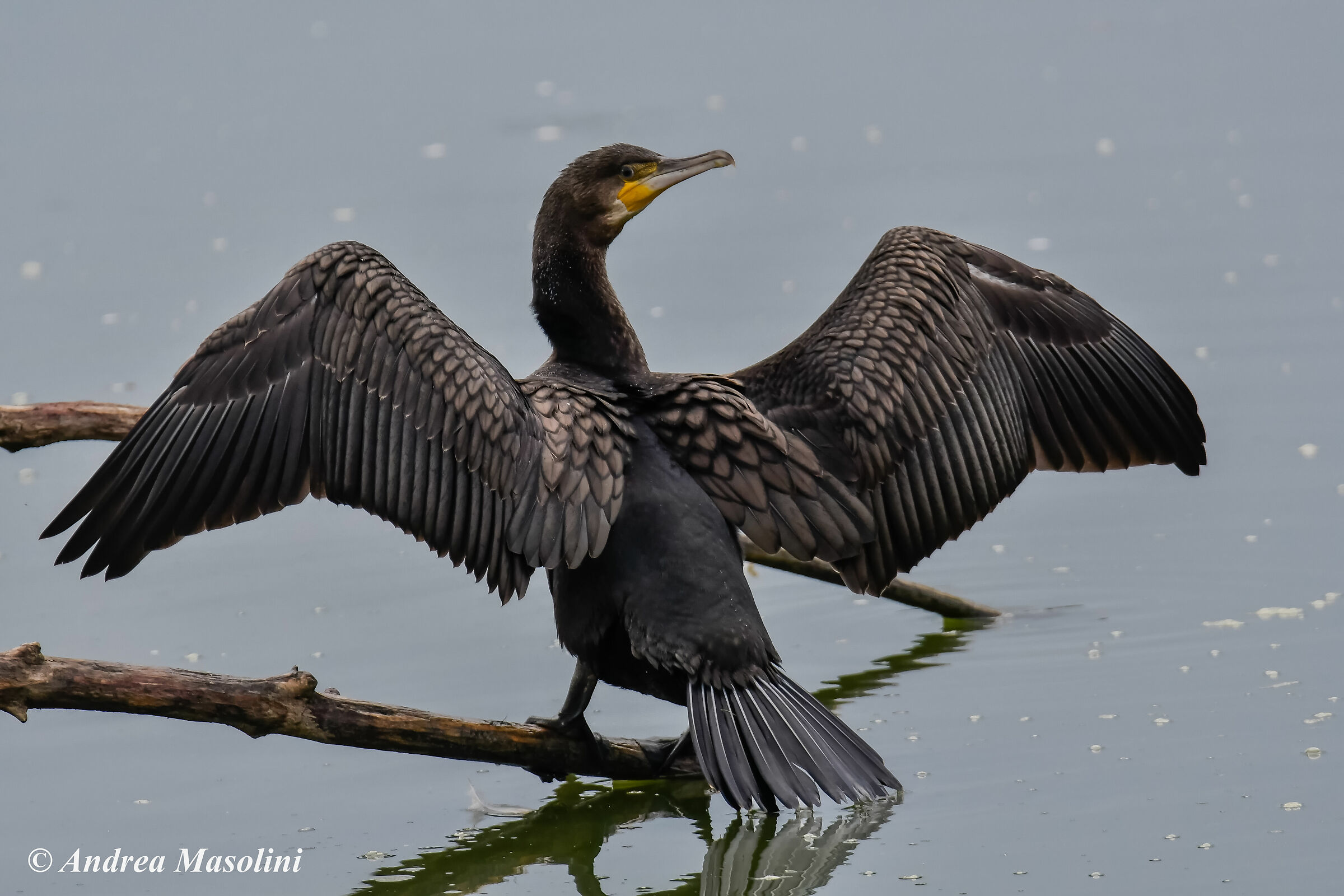 Cormorano