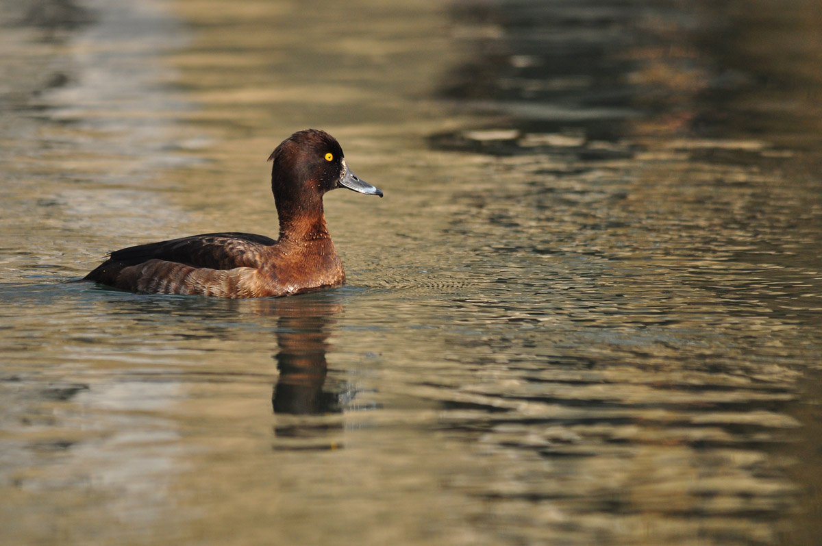 Moretta - Fiume Sile