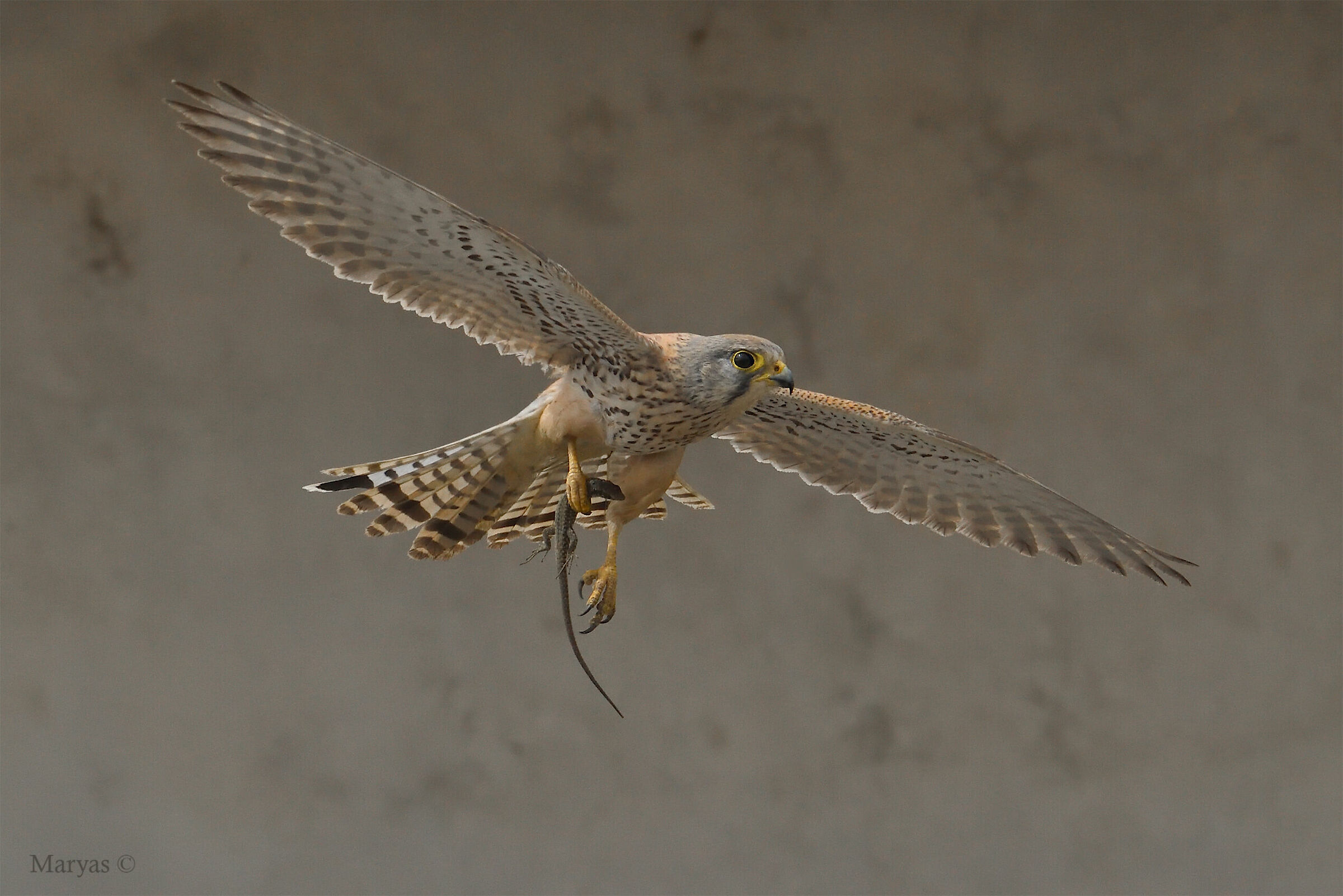 Una vita per la sopravvivenza