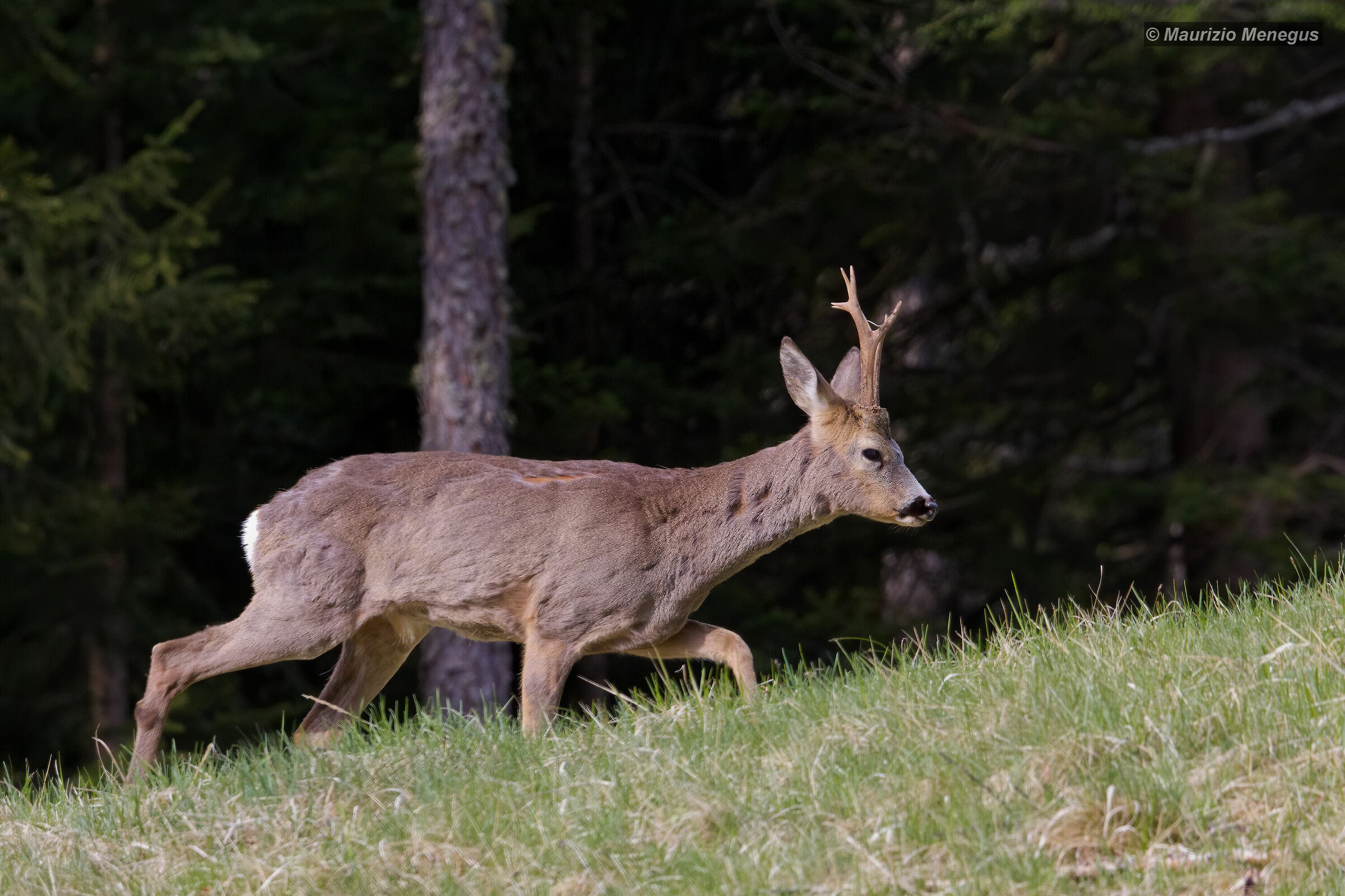 Capriolo maggio 2017