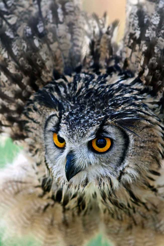 Eagle Owl