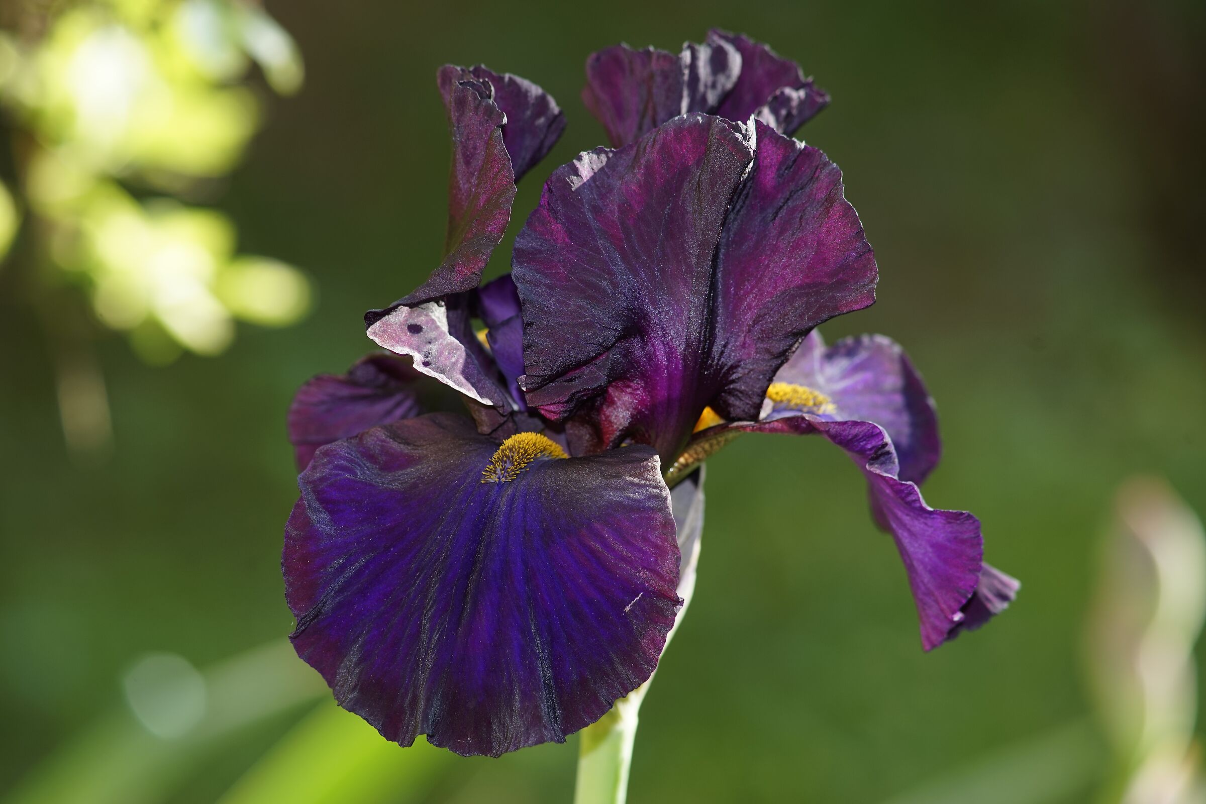First flowering of an iris a garden