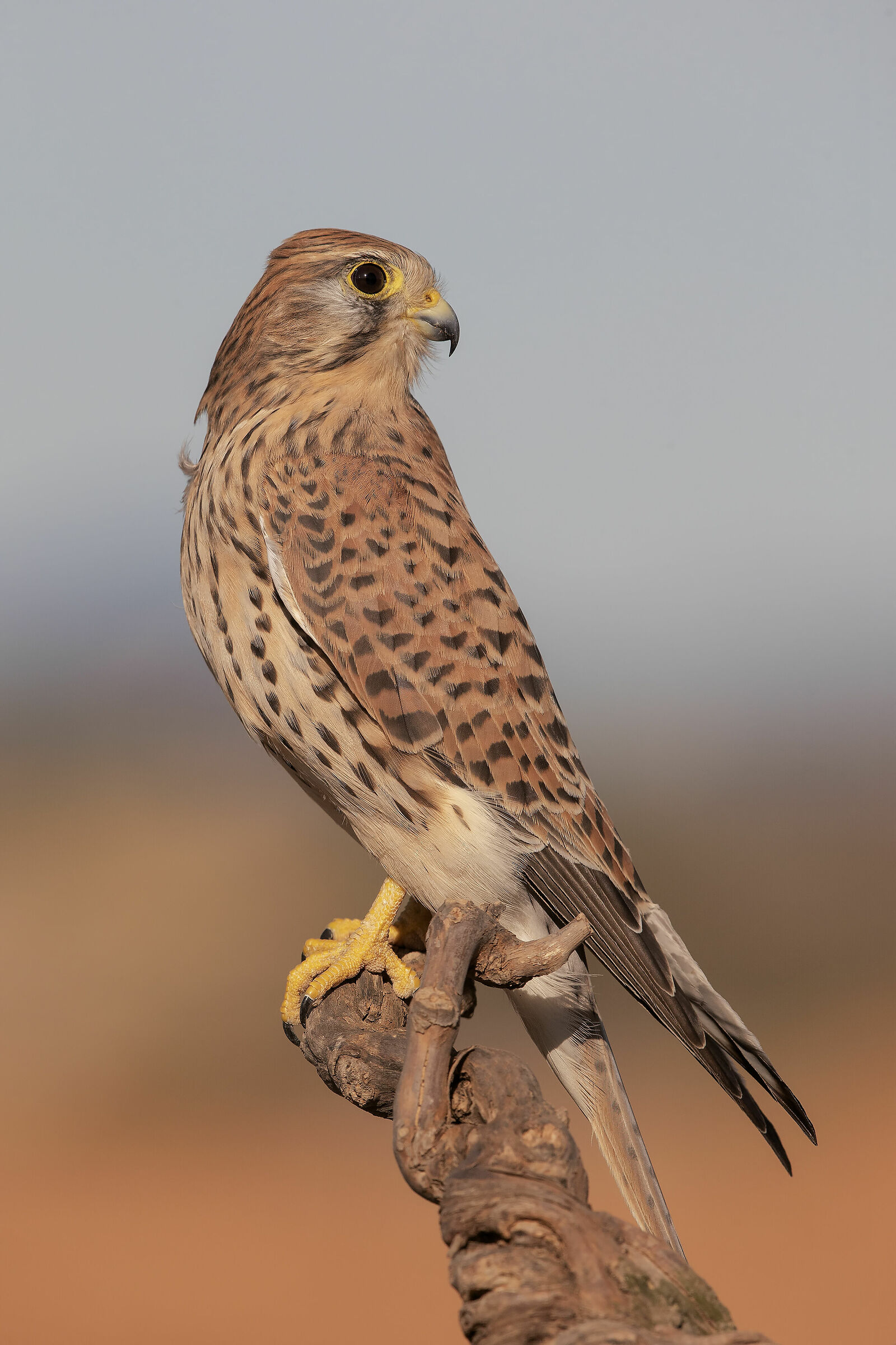 Kestrel