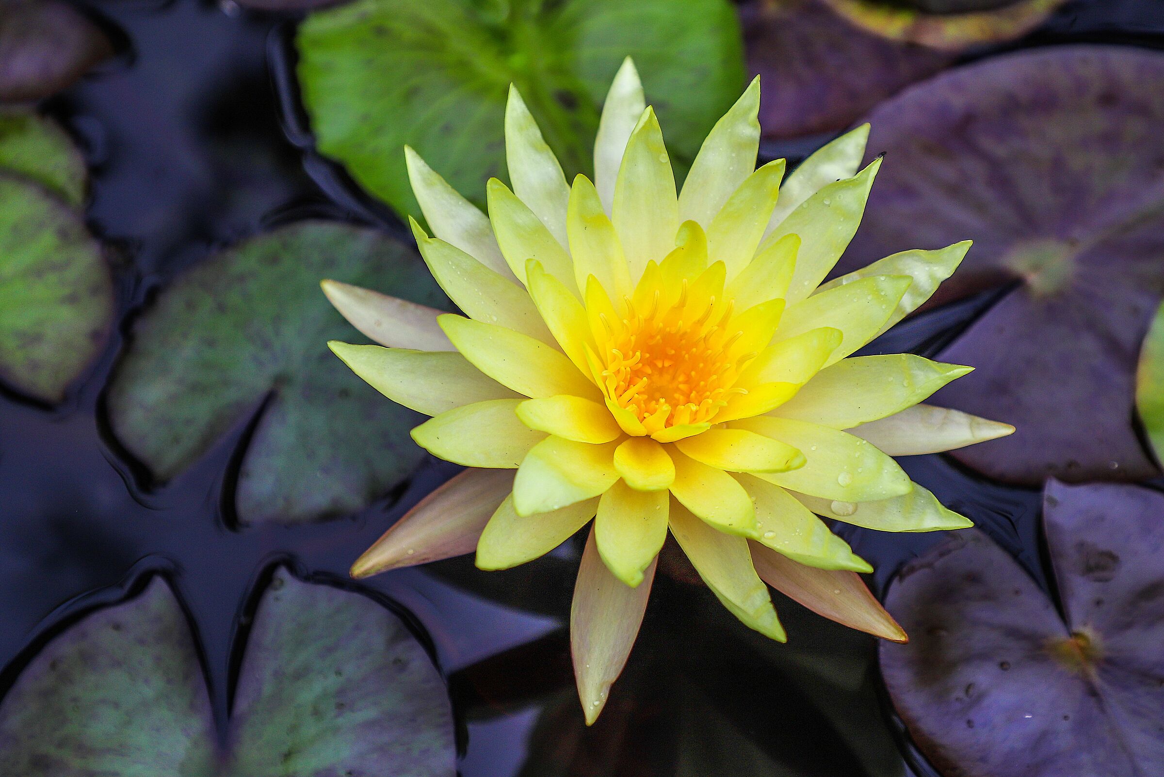 Lotus Flower in Vietnam