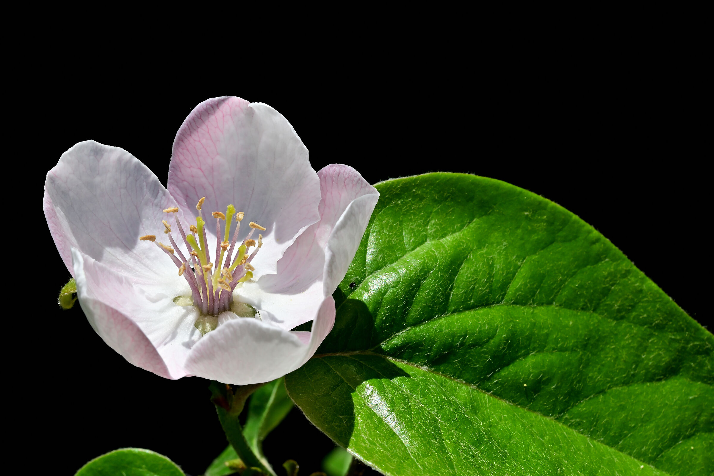 Flowers (and fruits) of my house.
