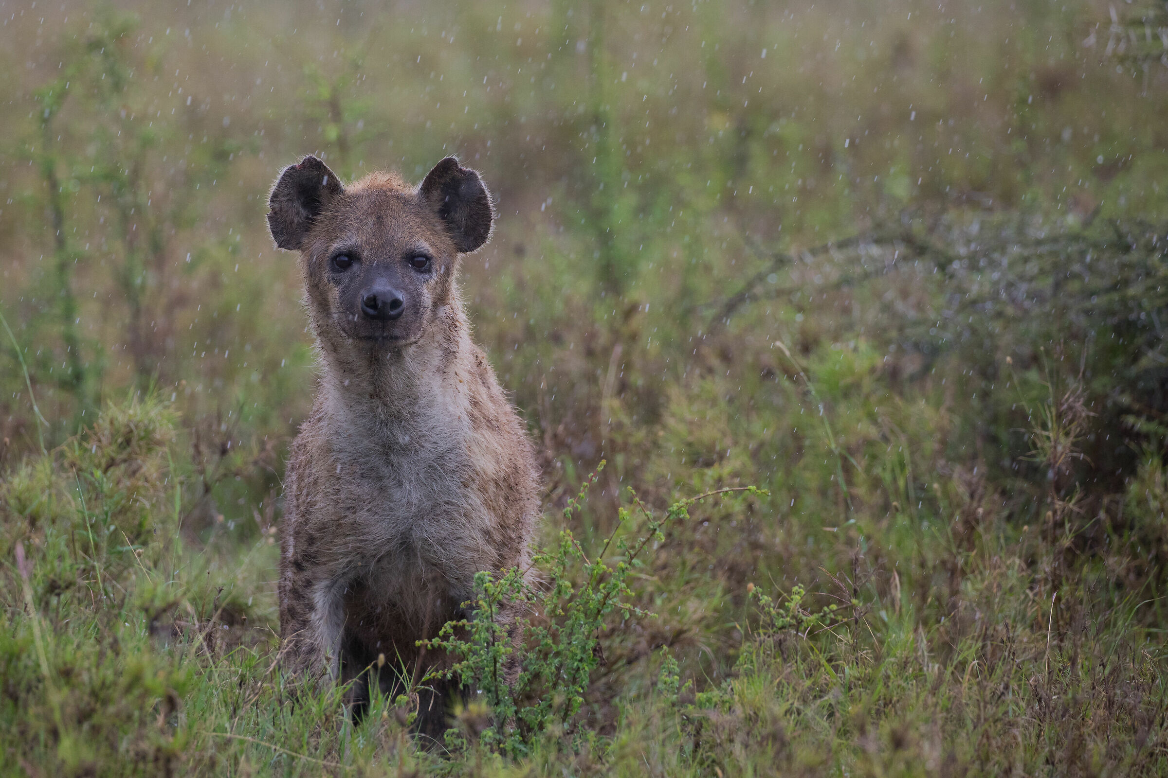 The patient waiting for the hyena