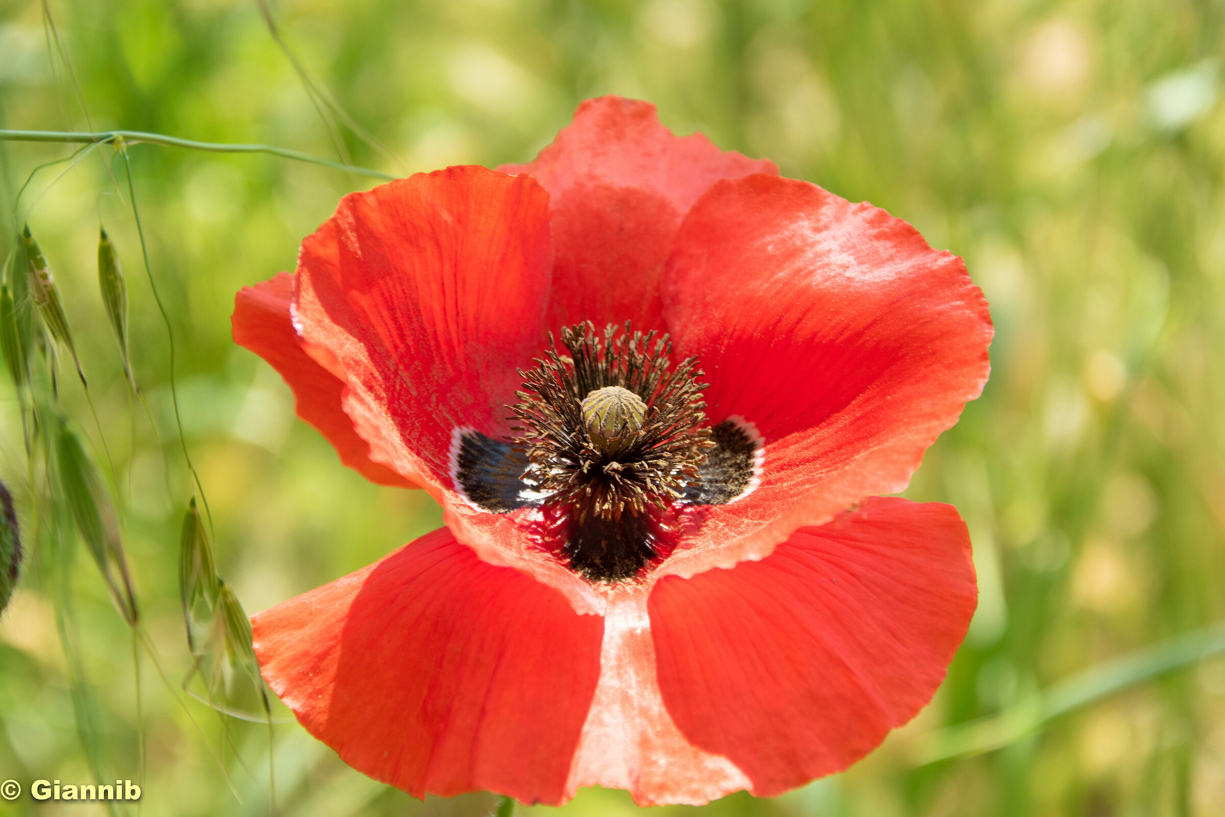 Fiori - Papaveri