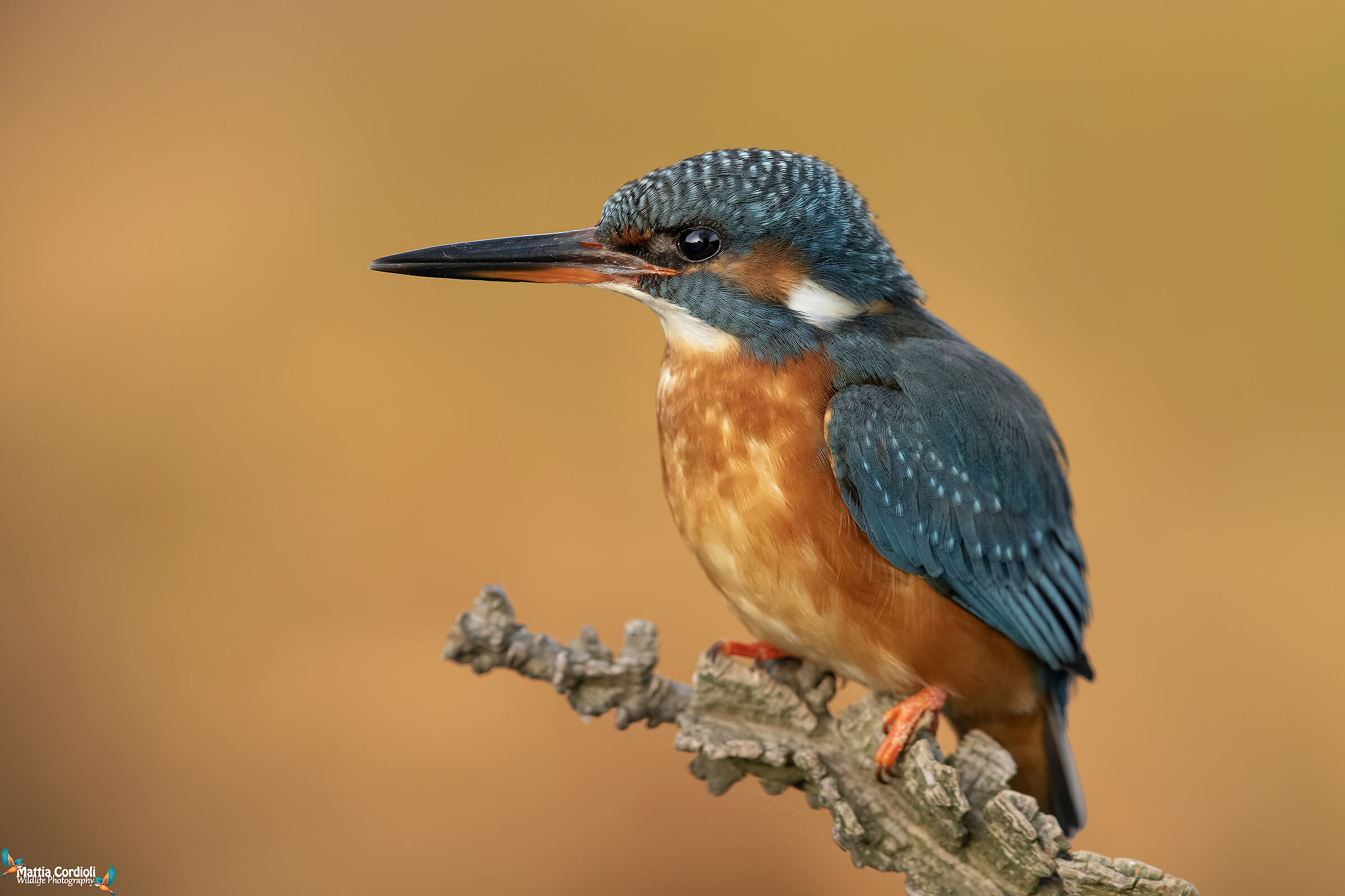 Martina at the first lights