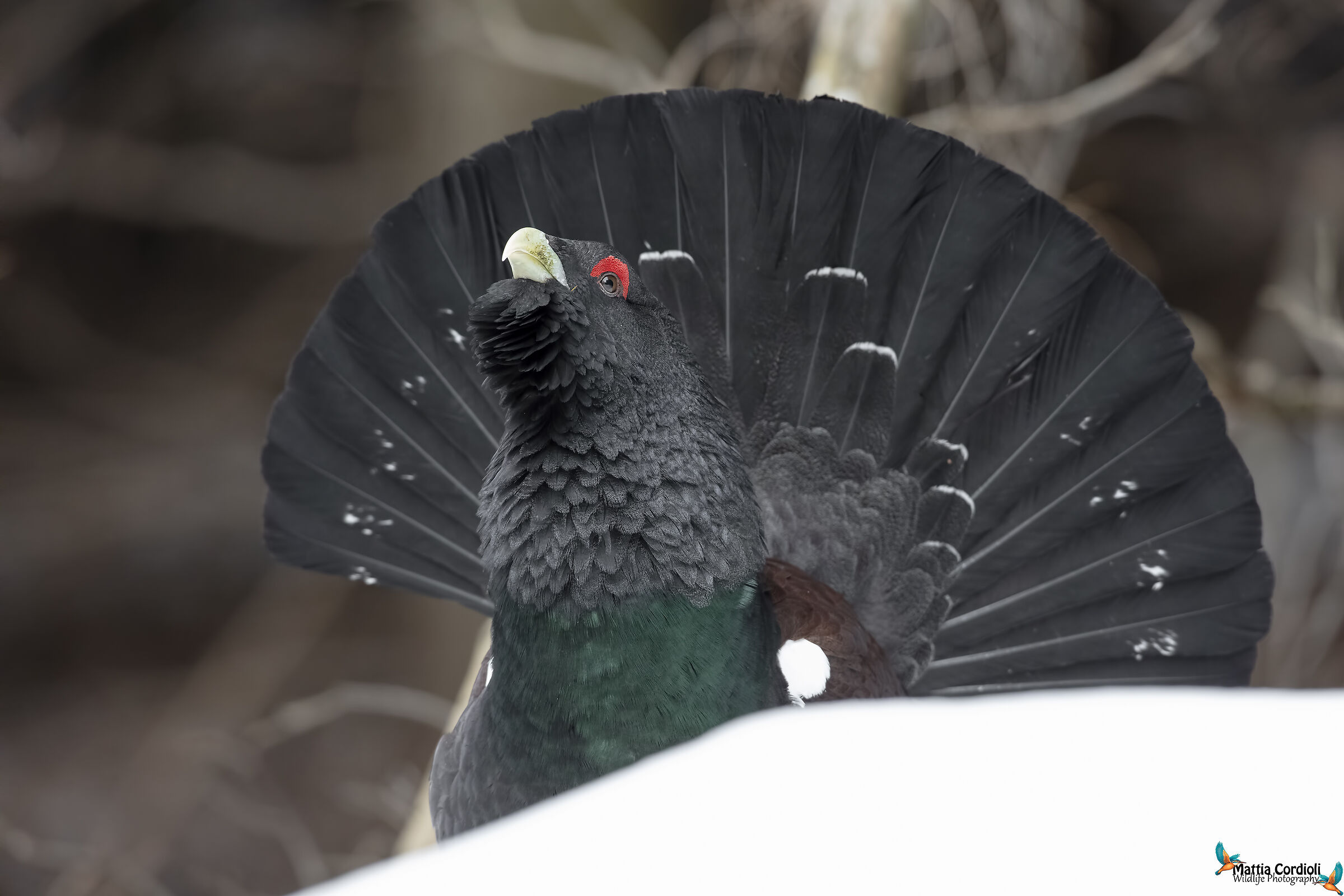 western capercaillie