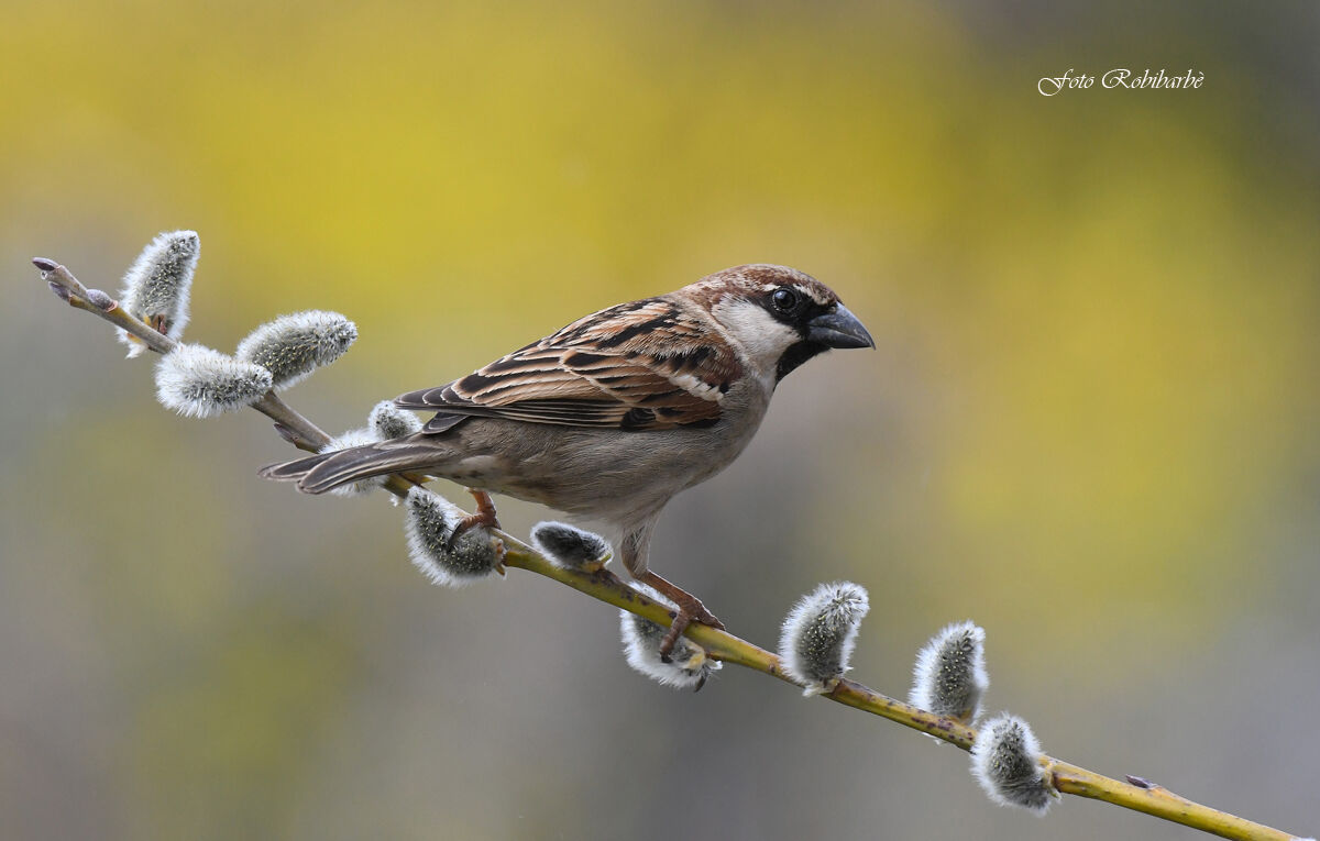 A spring sparrow...