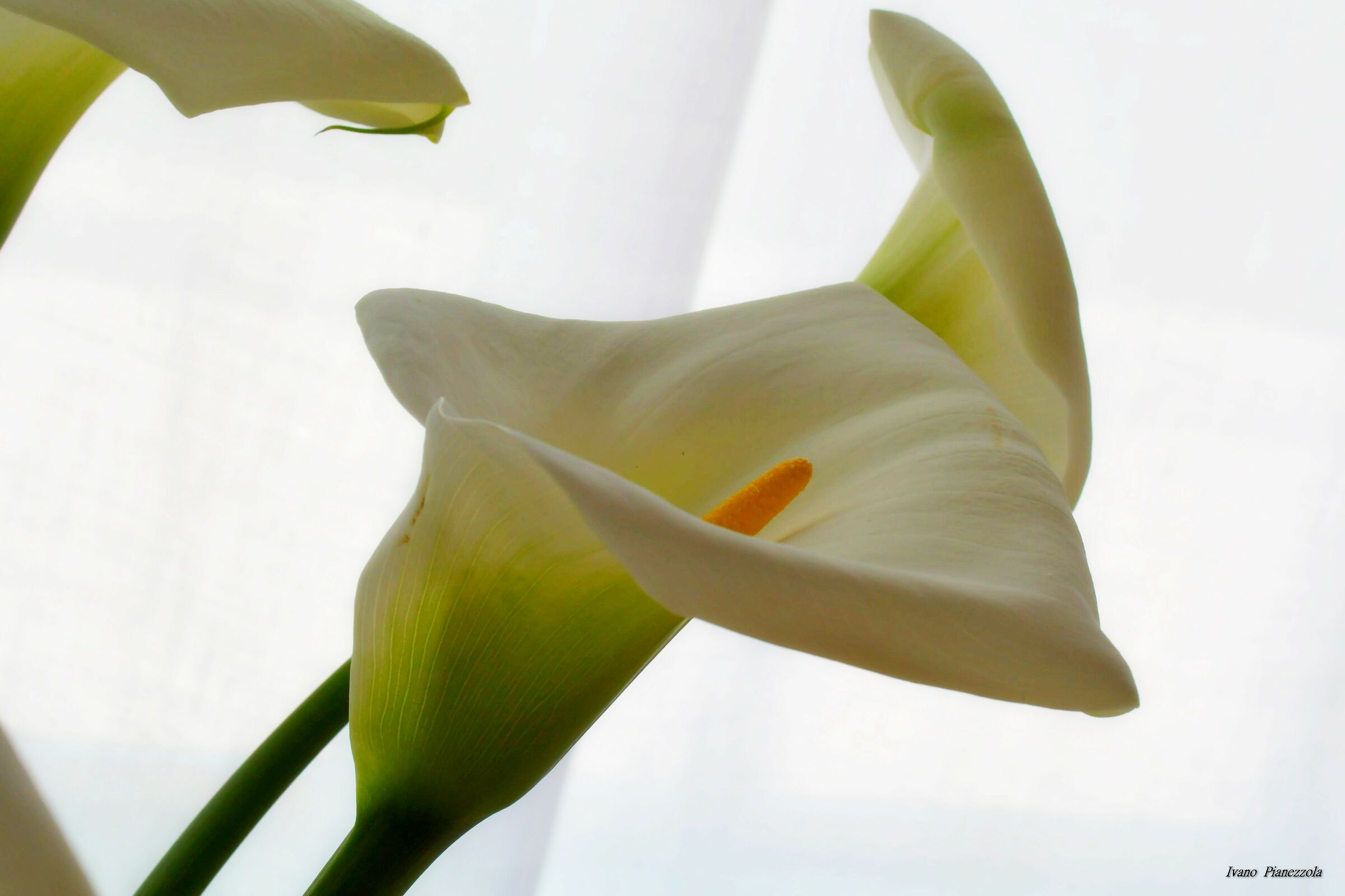 calla 1