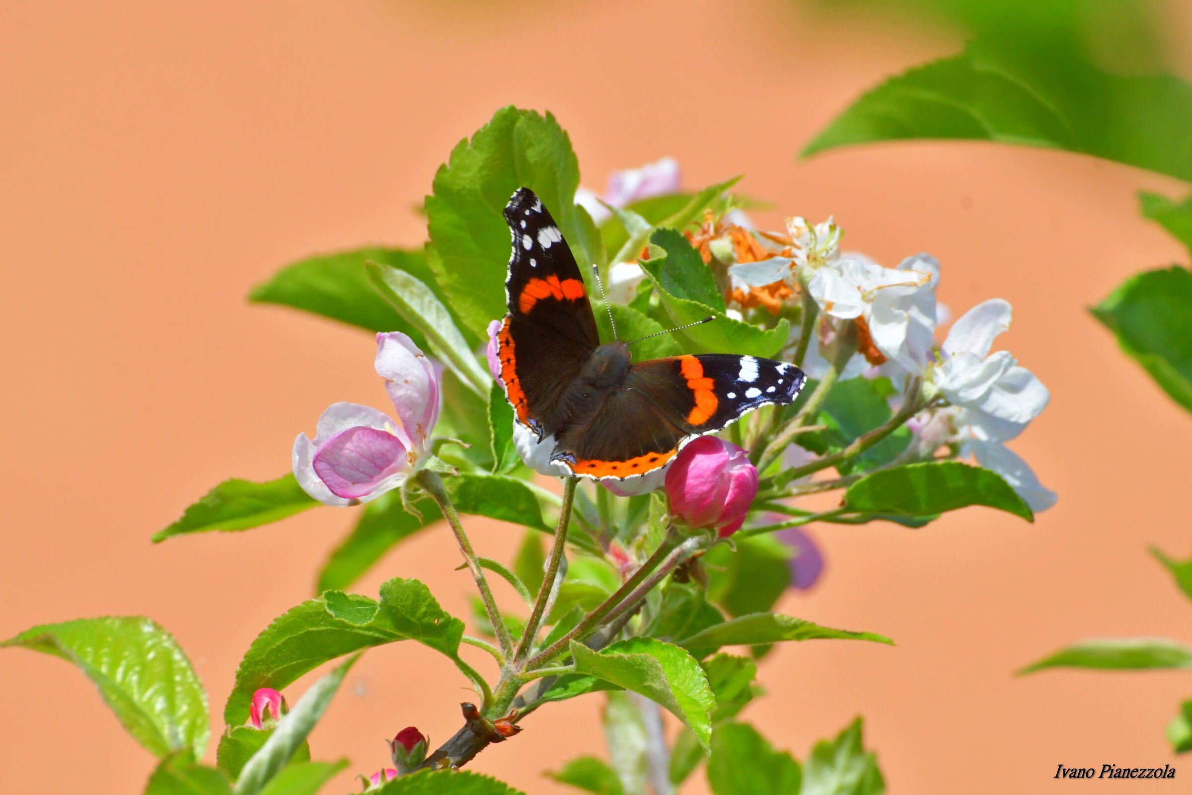 VANESSA ATALANTA