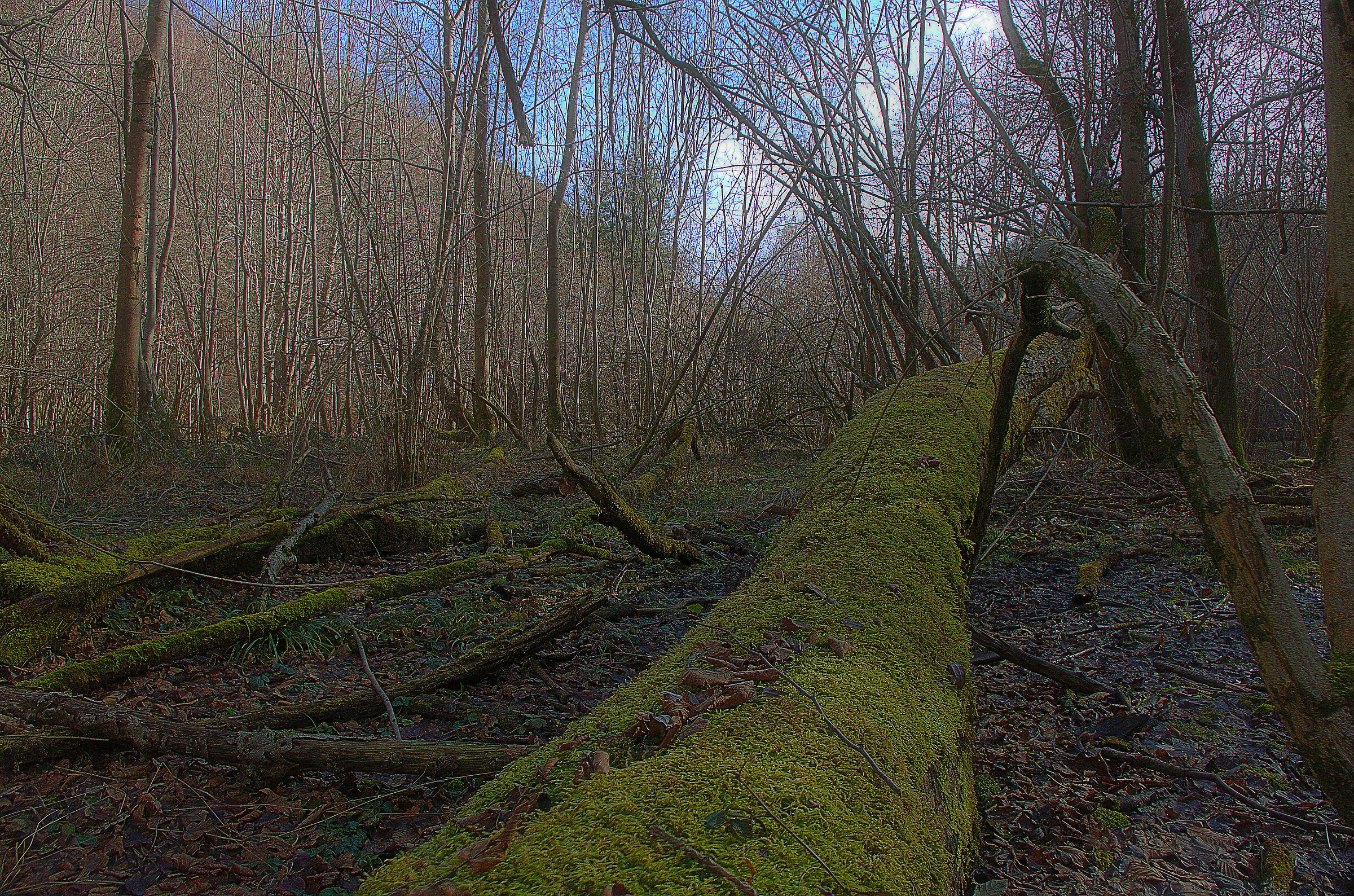 The Fallen Tree Three 2018 2020