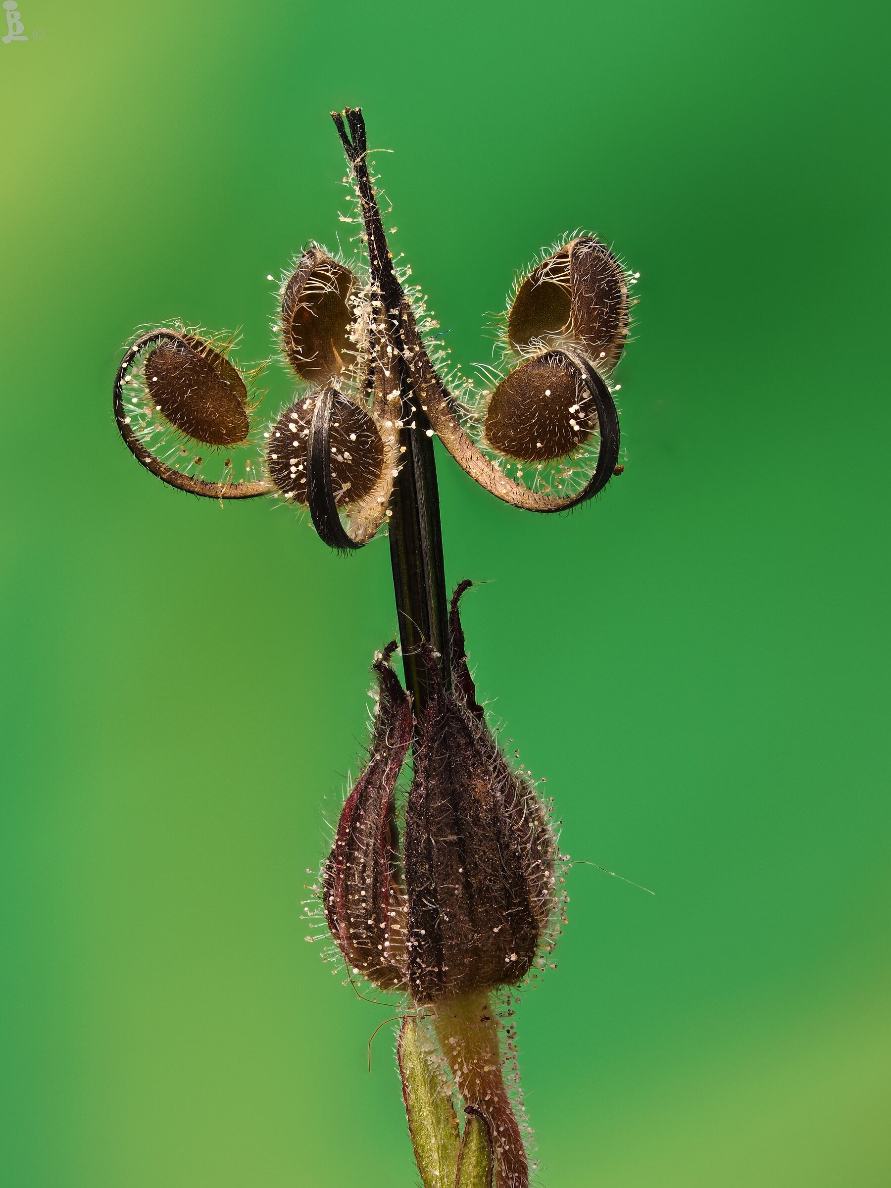 geranium dissectum