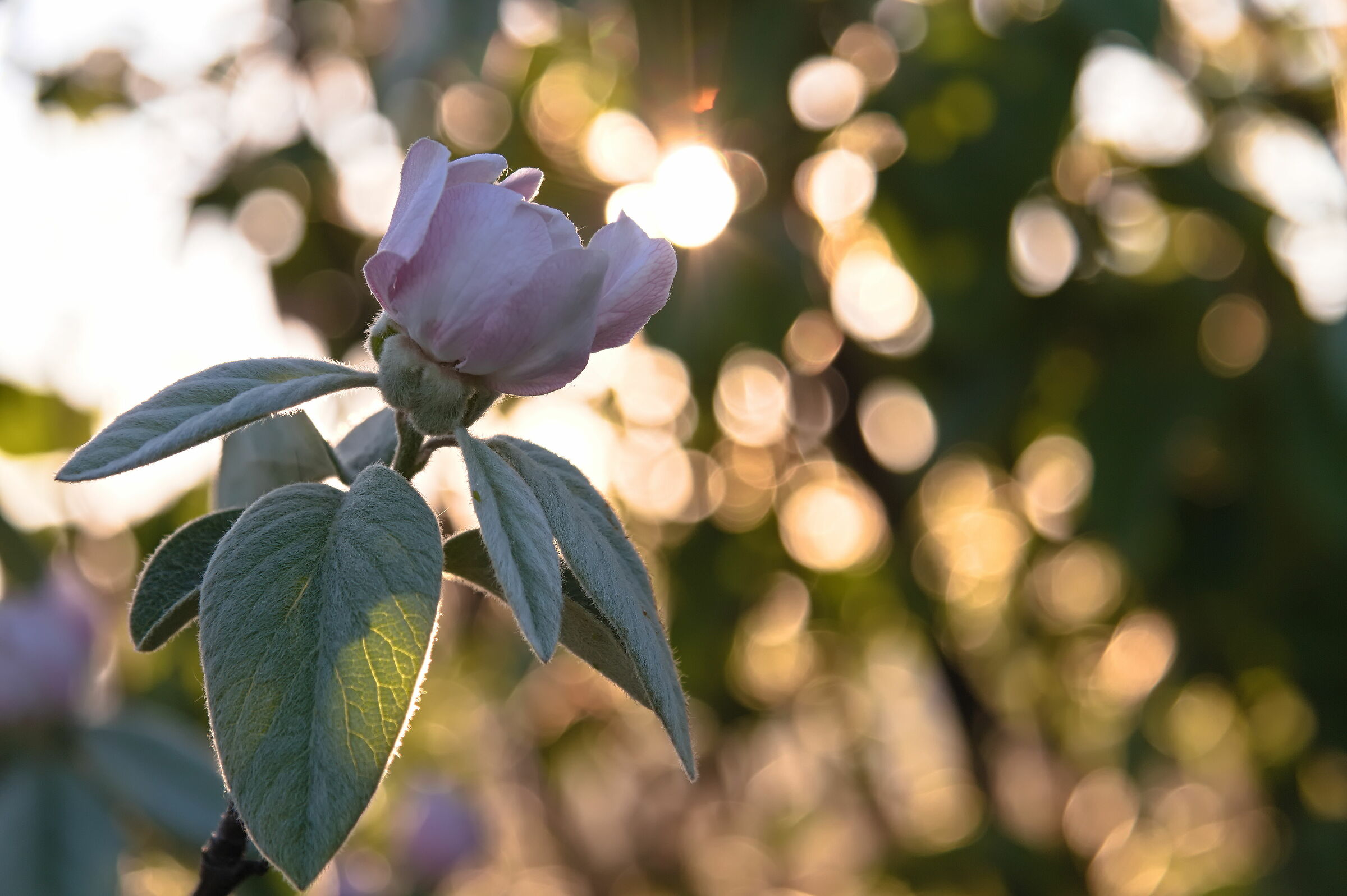 Bokeh o Bouquet?