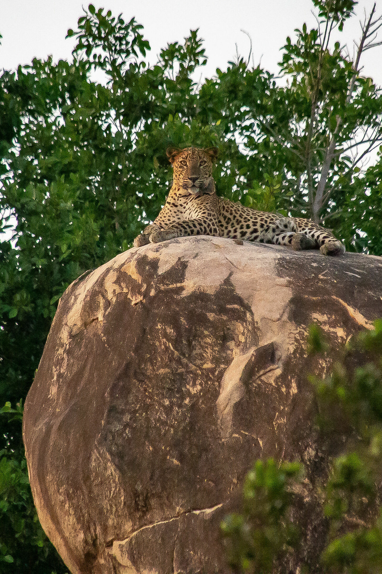 leopardo