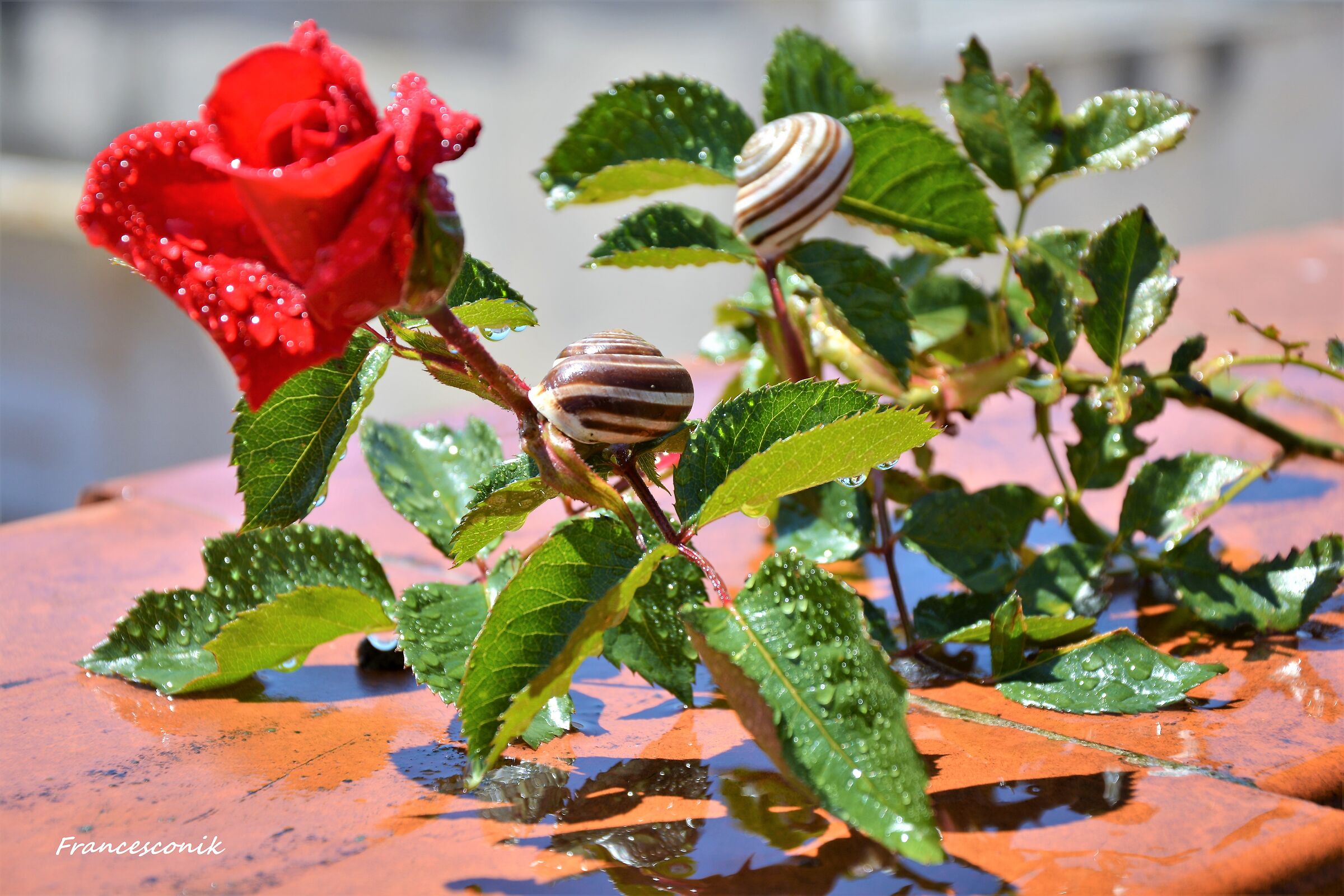 Assalto alla bellezza