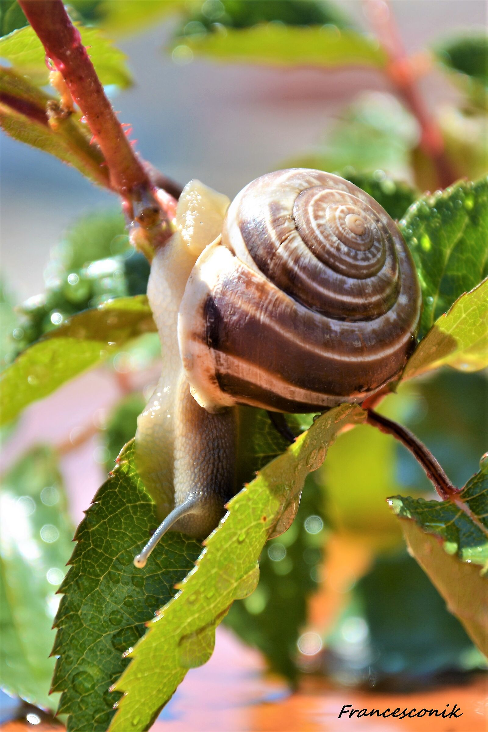 La casa che si muove