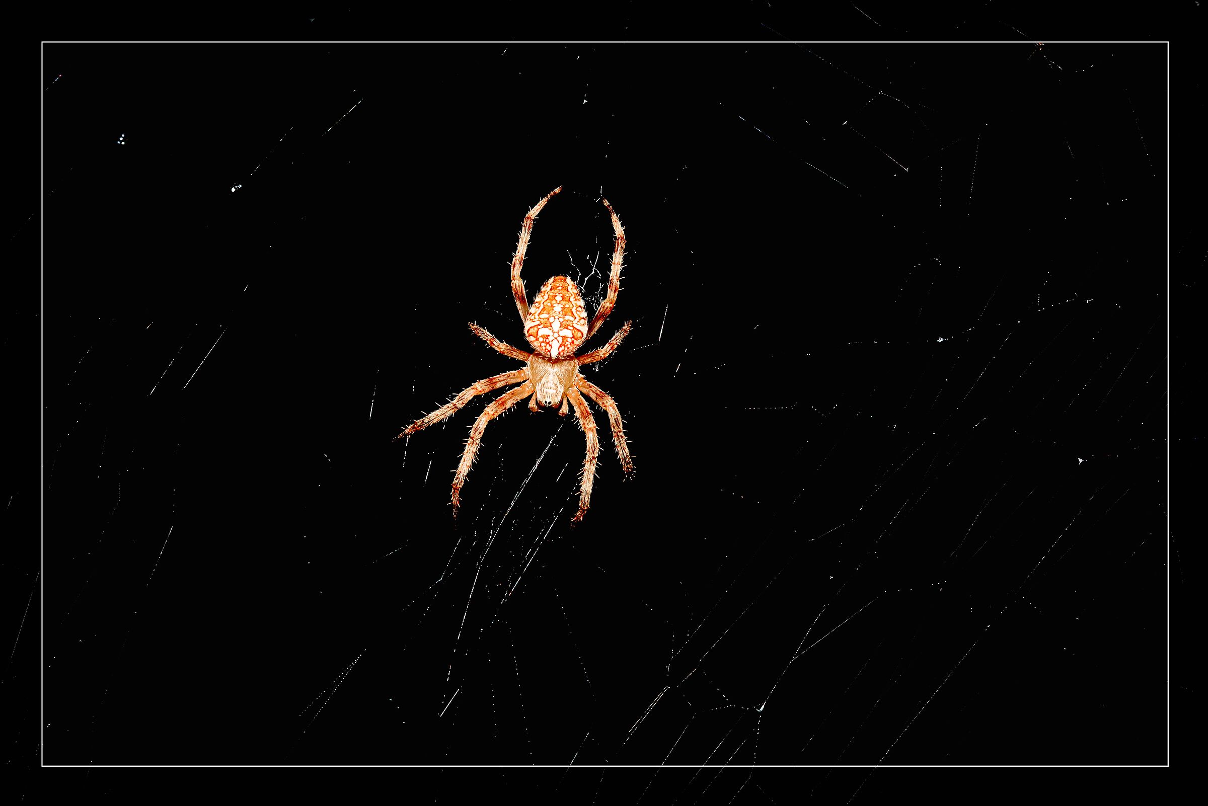 Crusader Spider