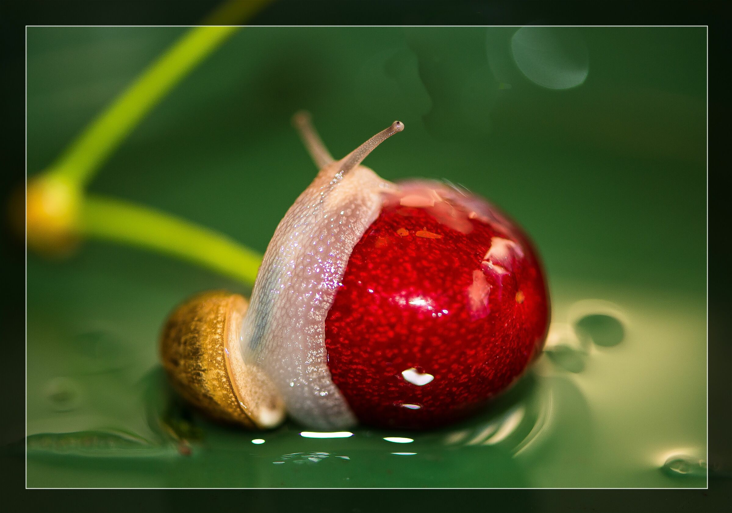 Snail on cherry